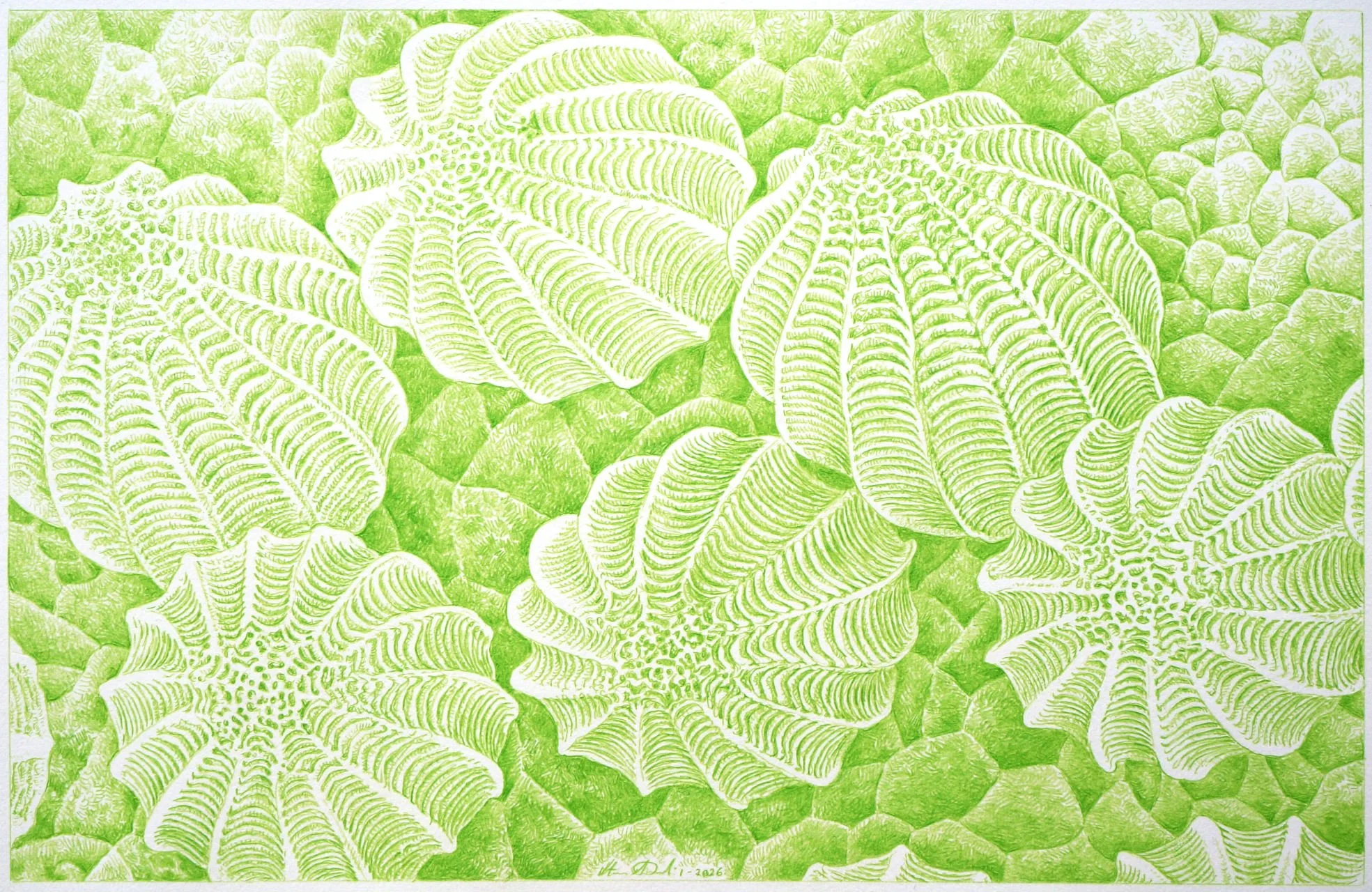 Cabbage Clutch