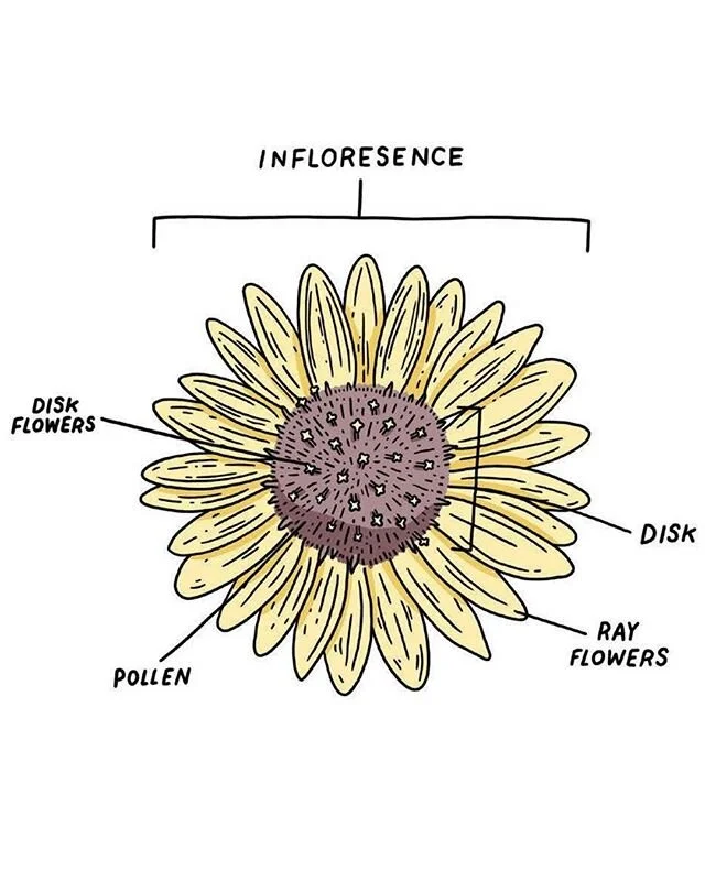 it's illo tuesday! @jillianbarthold expertly drew AND labeled this prairie sunflower. like all of her illos, she breathed life into this like we couldn't believe. follow her account for more!