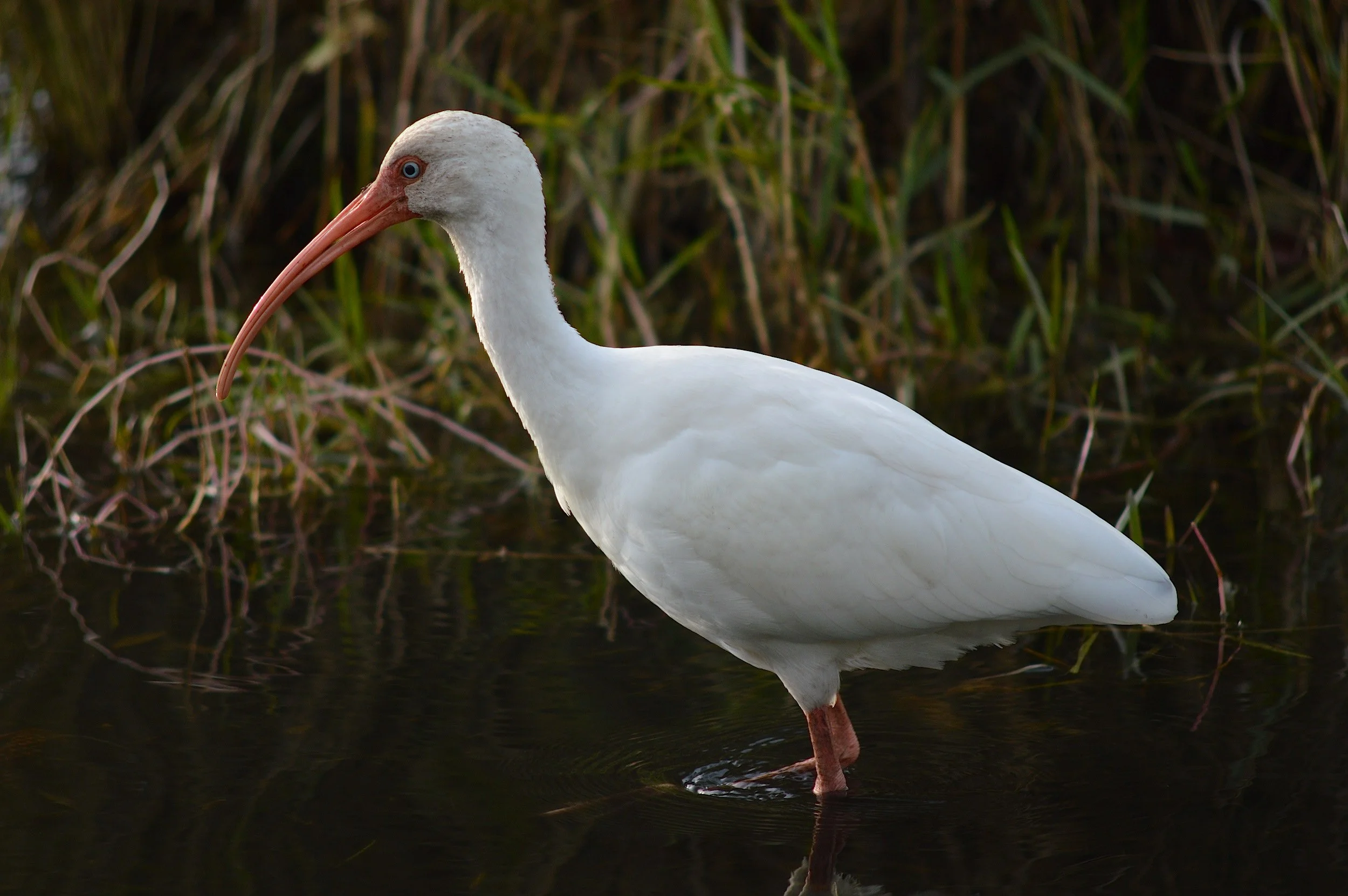 DSC_2693.jpg