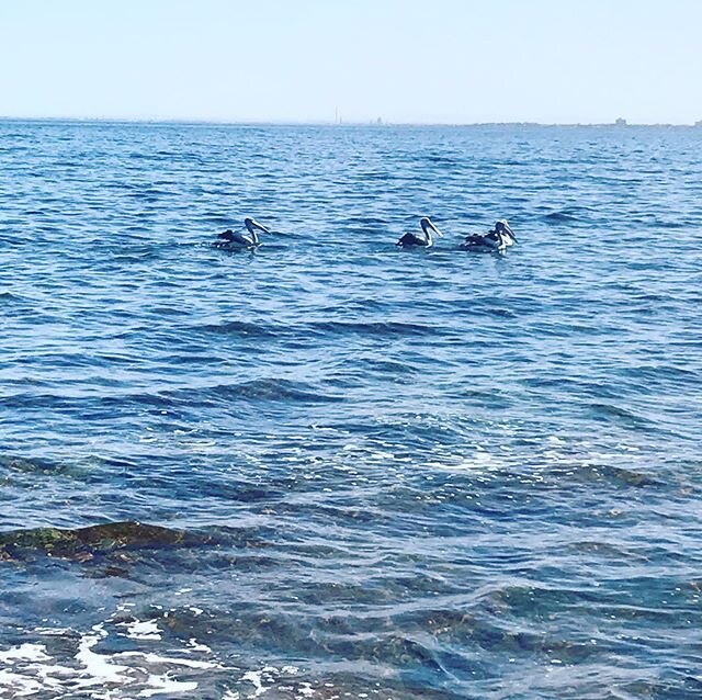 It&rsquo;s not every day you see pelicans where I am. Beautiful 💕. #earthishealing #benefitsofisolation