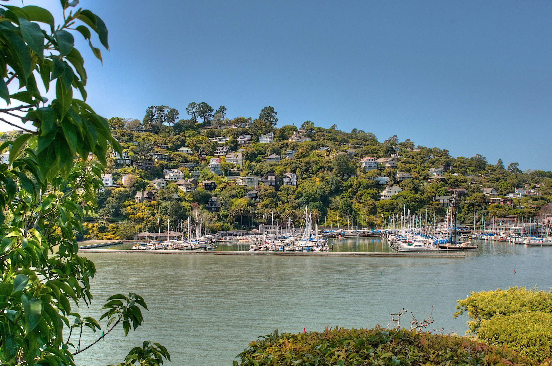 Tiburon+%281%29.jpg