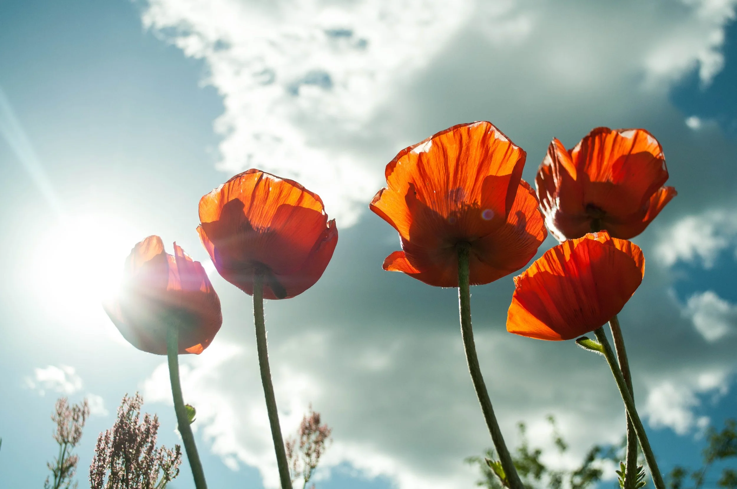 flower-maki-mack-summer-flowers-53013.jpeg