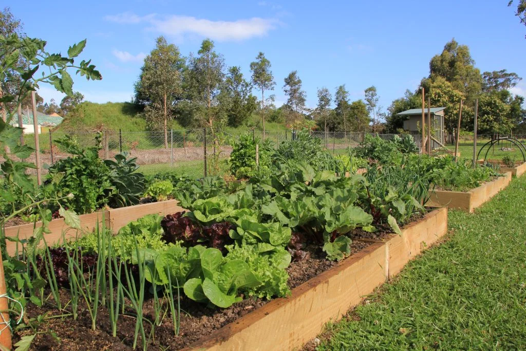 the-arbour-vegetable-garden.jpg