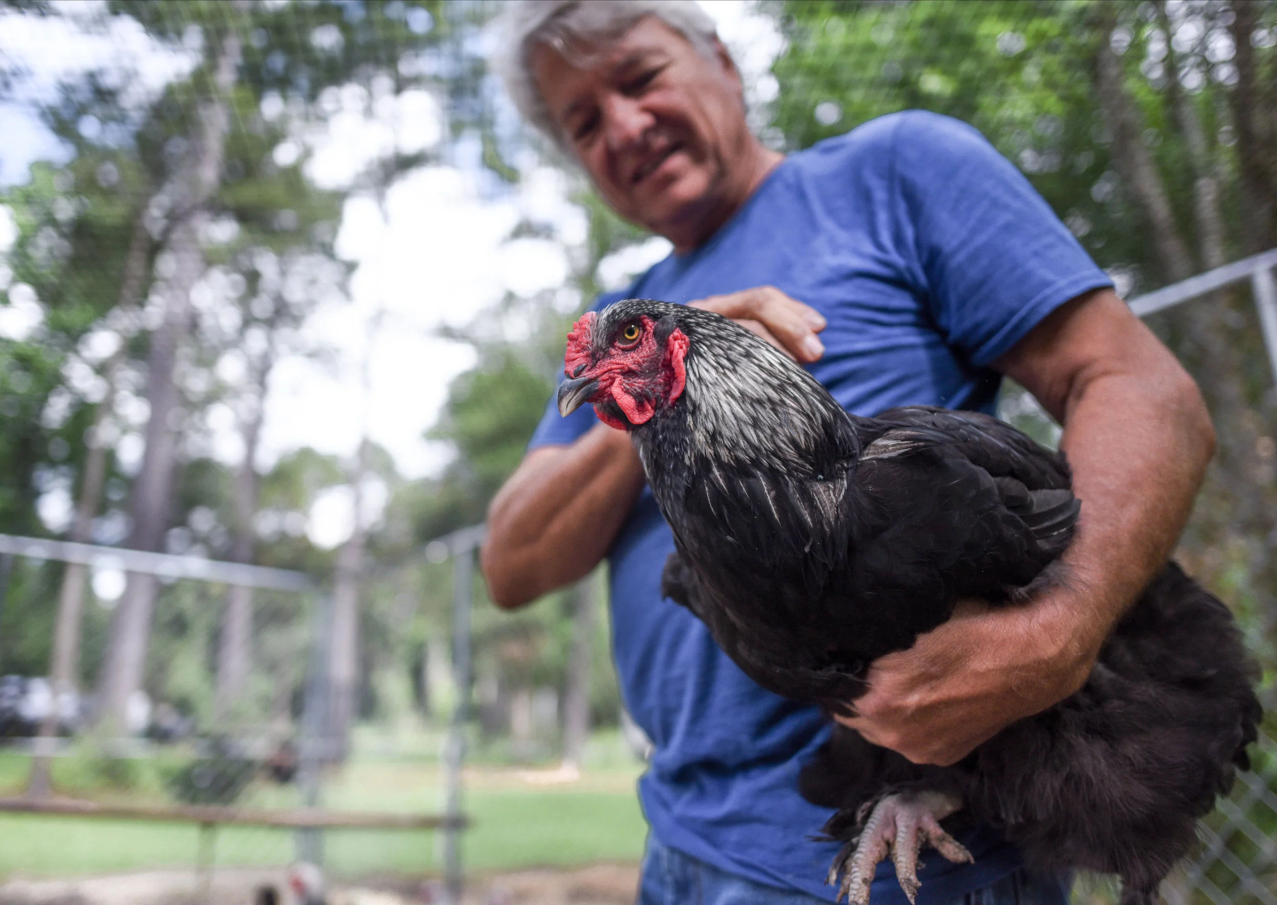  John Hansen inspects one his chickens while he was cleaning their kennel on his family farm in Ocala on Saturday, April 20, 2019. 