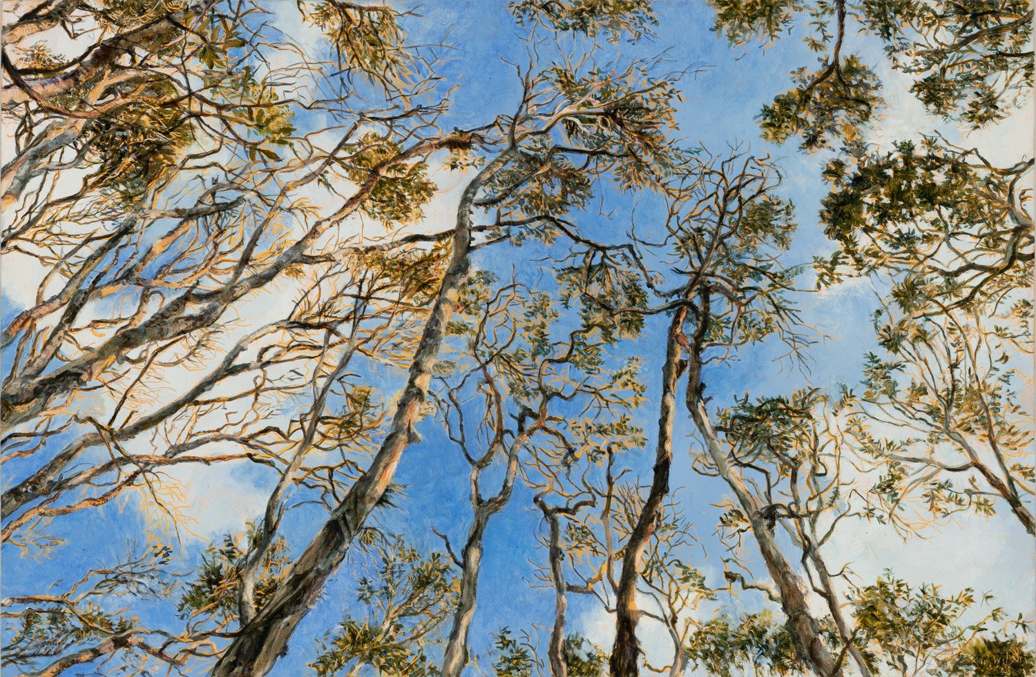 Canopy Study, Noosa North Shore