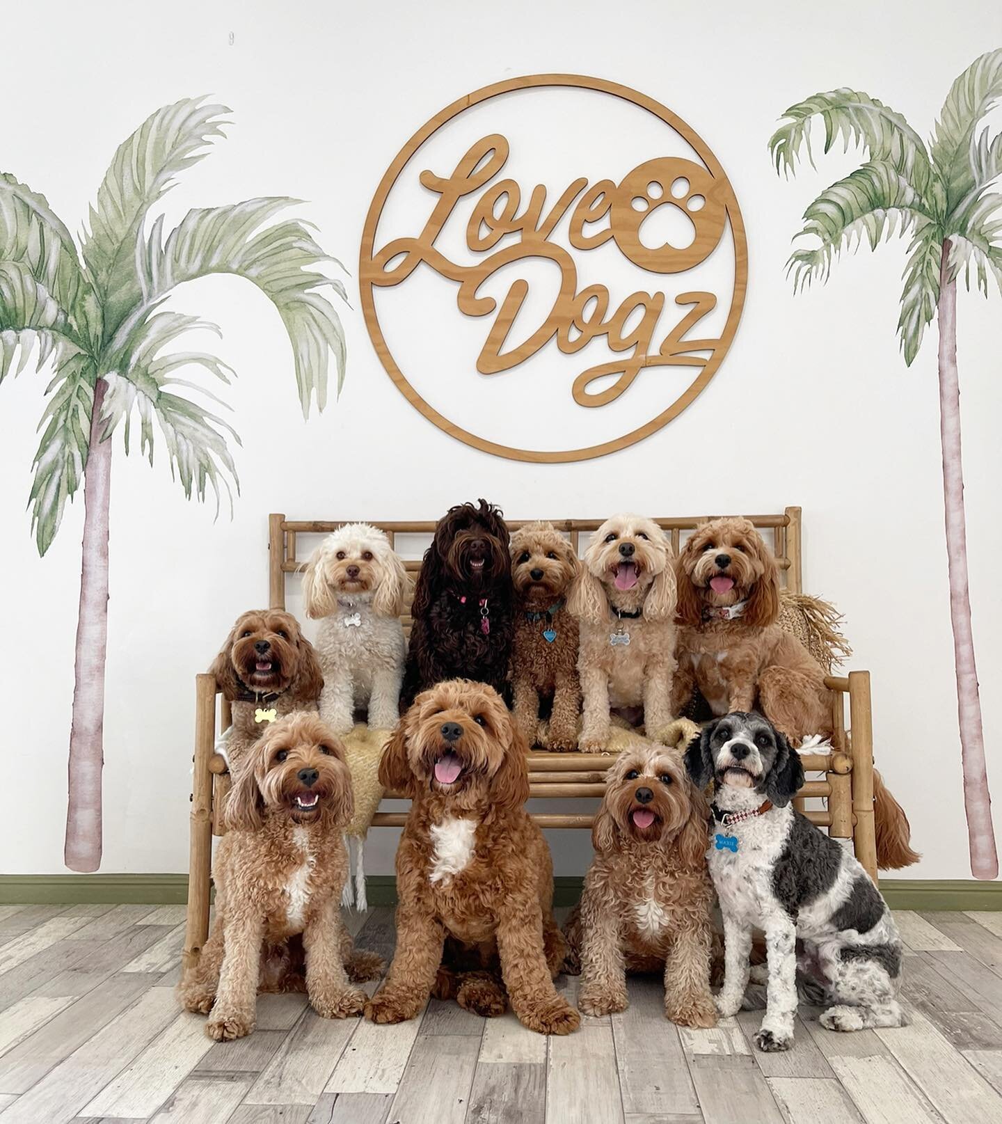 Squad Goals on Oodle day @ Love Dogz 

❤️🐾

Being a boutique home daycare we have limited spaces available.

🔊 exciting news is:

We&rsquo;ve just had some spaces come available.

Please message or give Rach a call if your oodle would like to join 