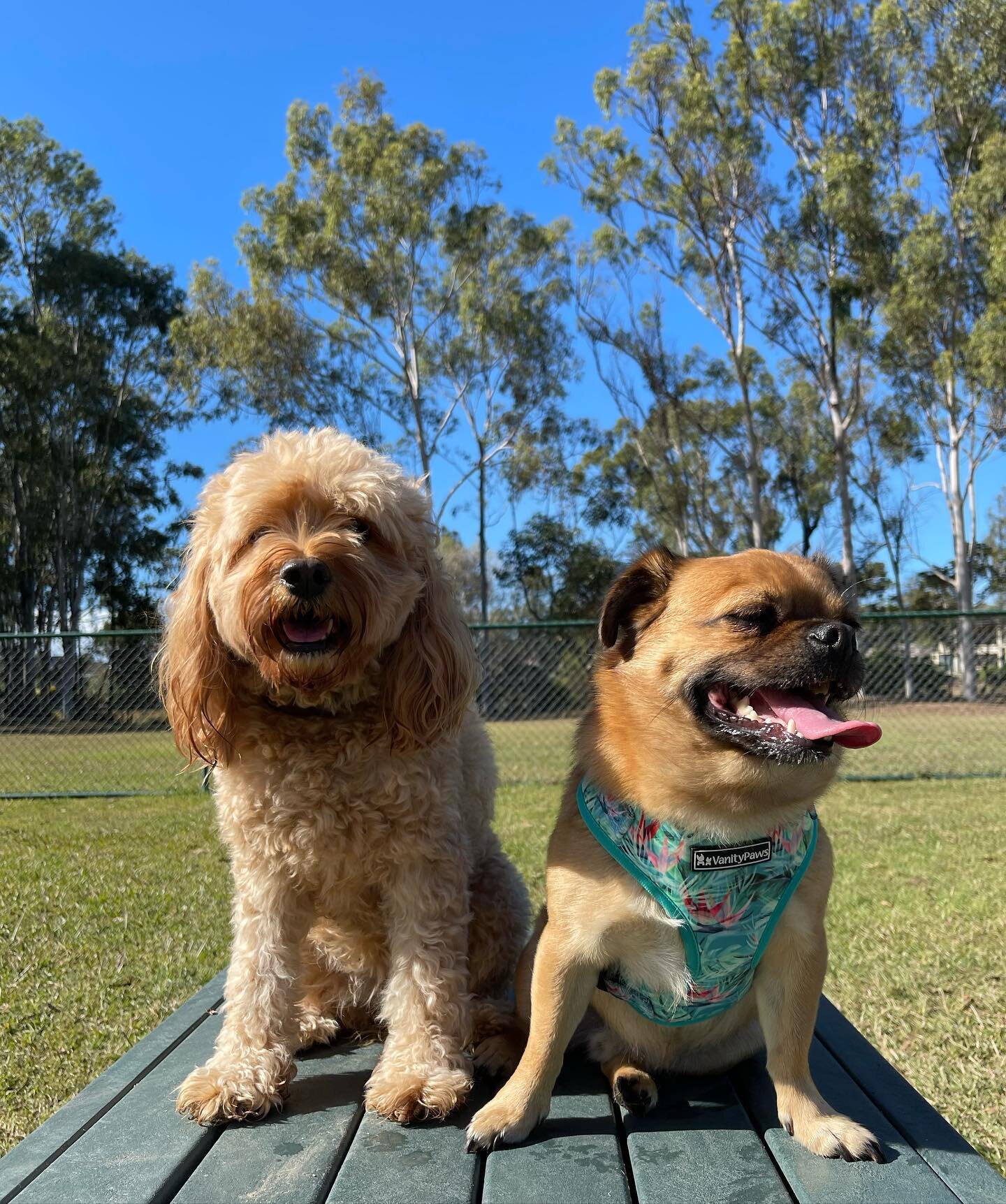 Mya out on adventure with our new lil friend Arnie.

Mya has retired from her daycare days now she is 7 but she absolutely looooves getting out and about.

So we are excited to be bringing adventures back 🐾🐾

Who wants to join us ?

Message or give