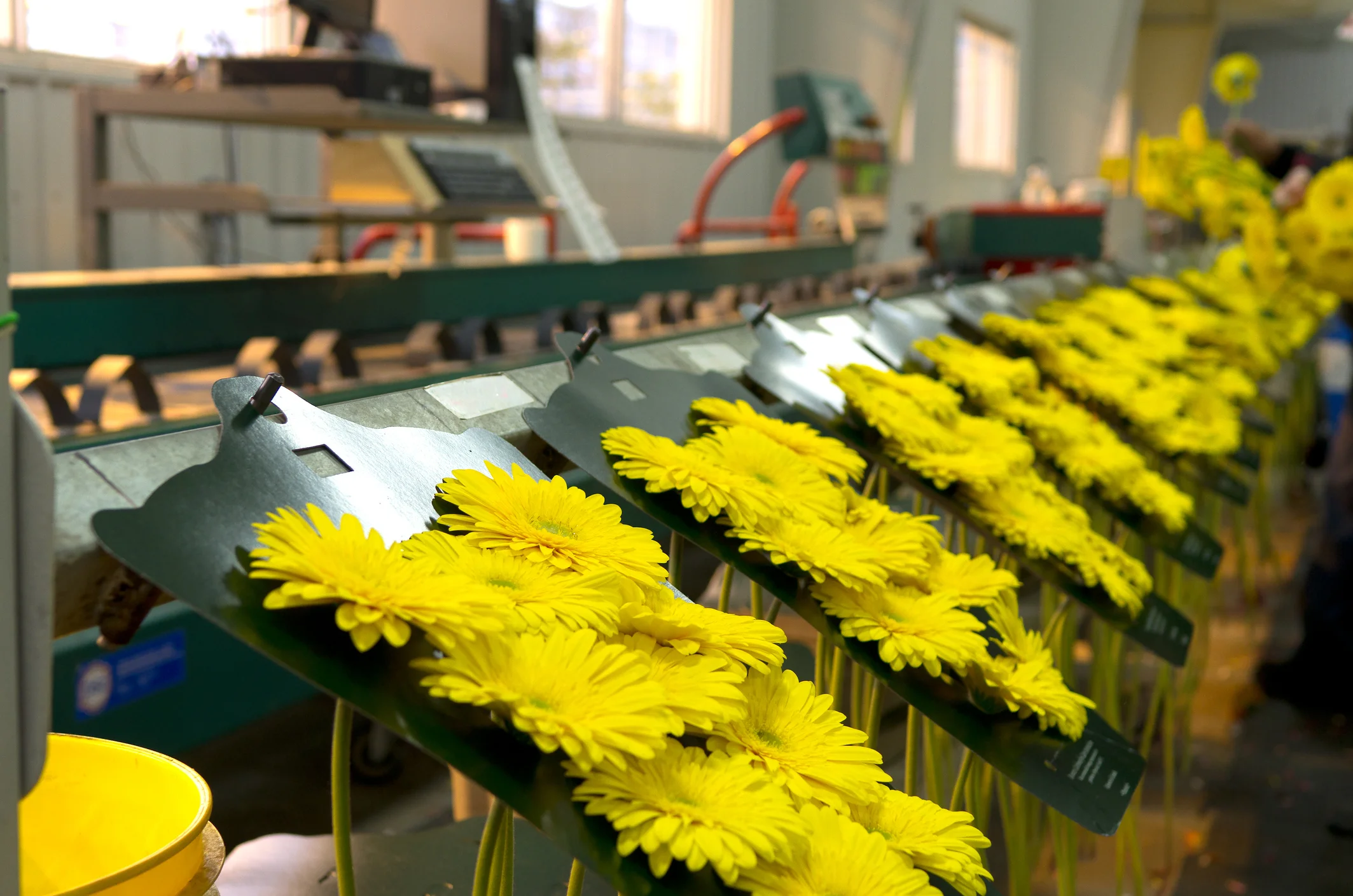 cutflowers.jpg