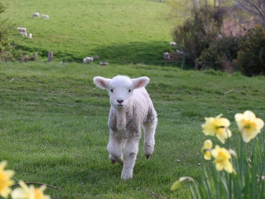 tina%2Blamb%2Bwith%2Bdaffodils%2Bsmall.jpg