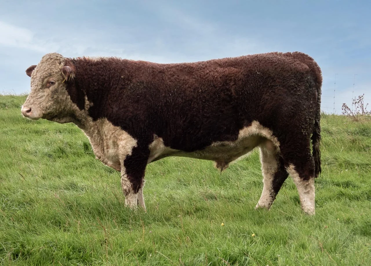 LOT 19 2025
