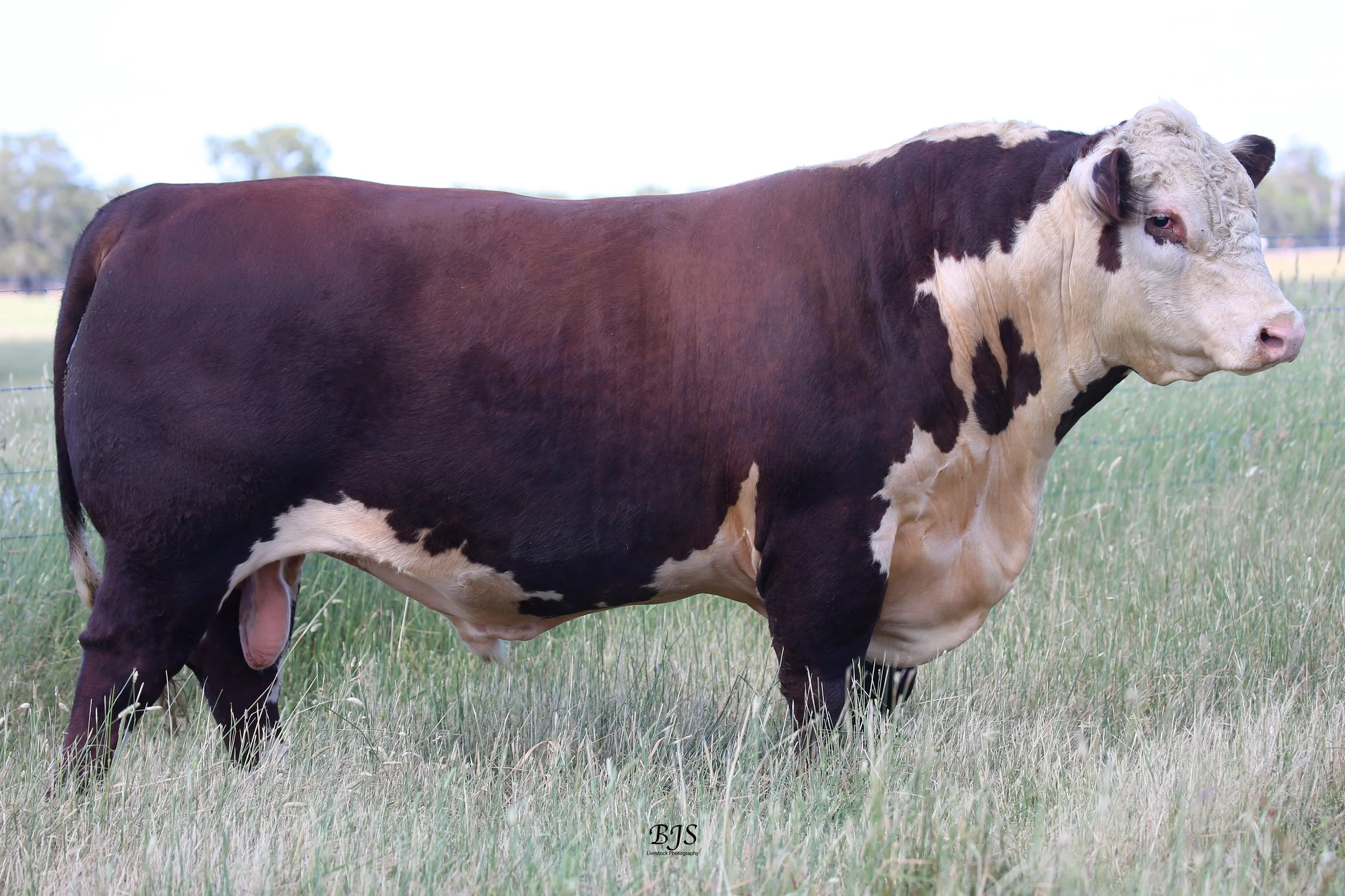 Temperament and Reliability