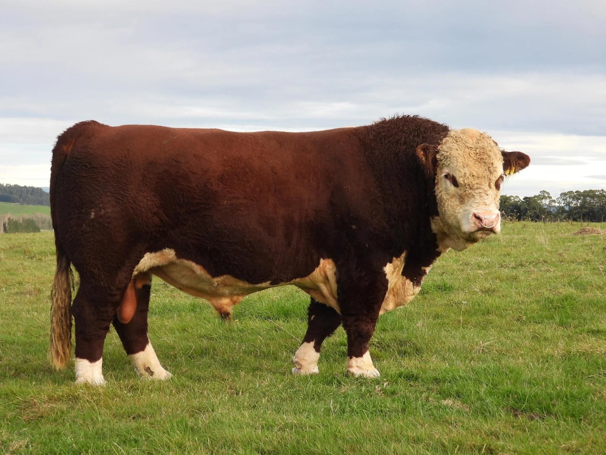 Maternal strength and replacement females