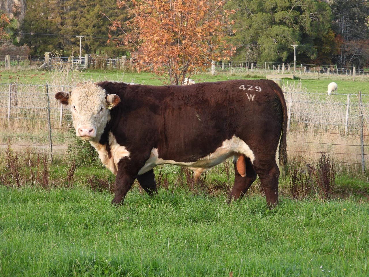 LOT 1 