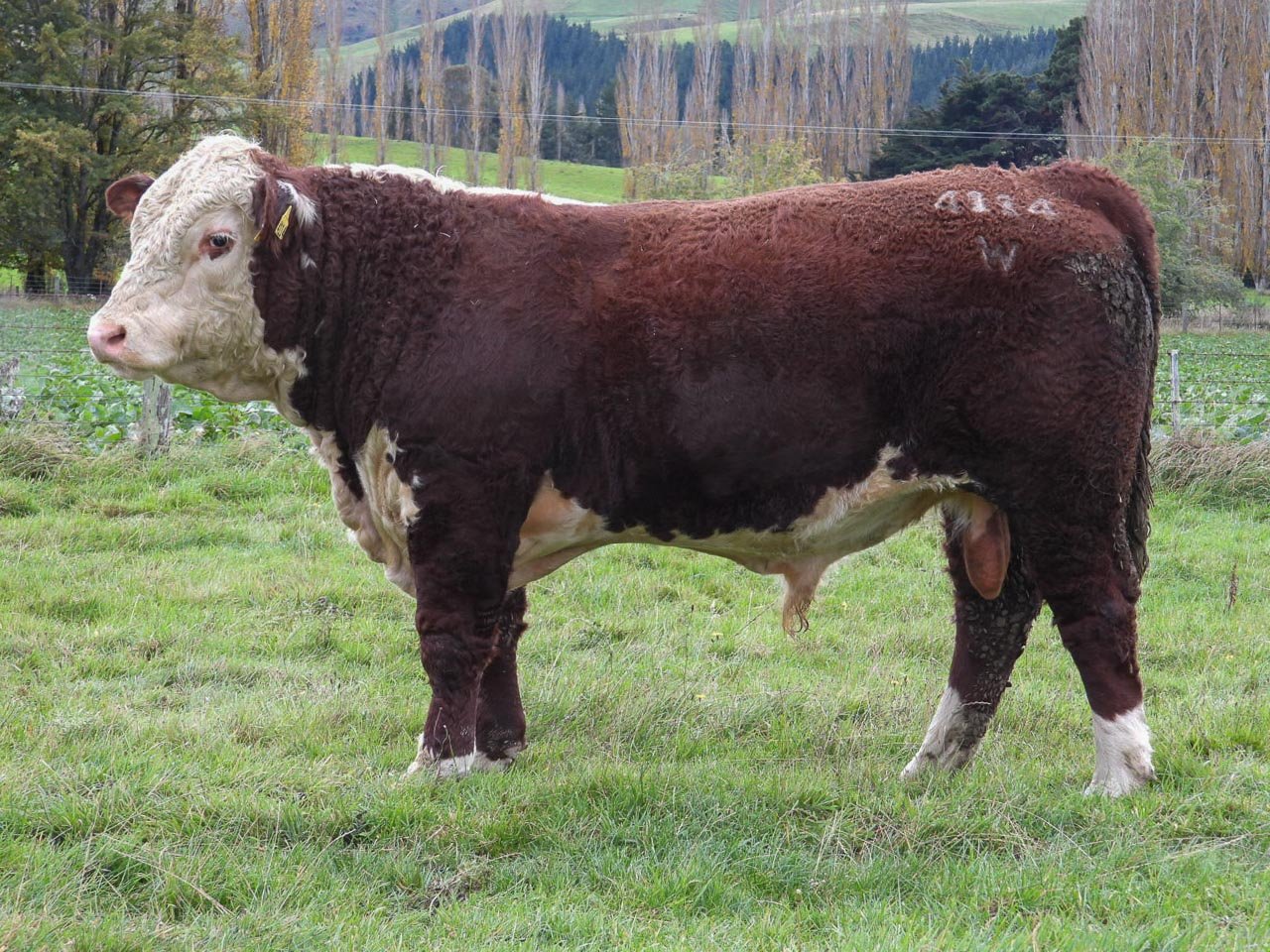 LOT 6