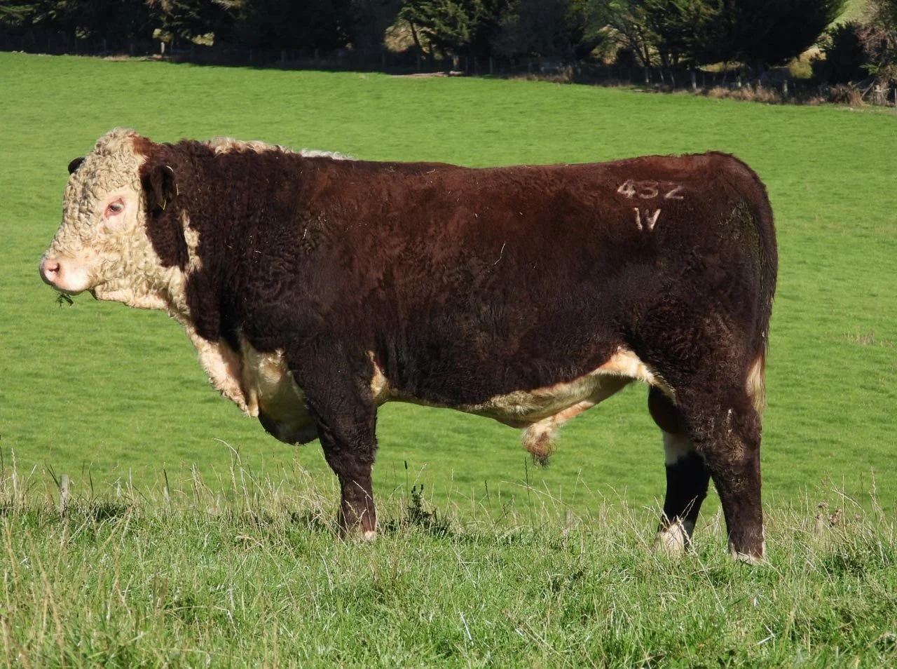 LOT 7