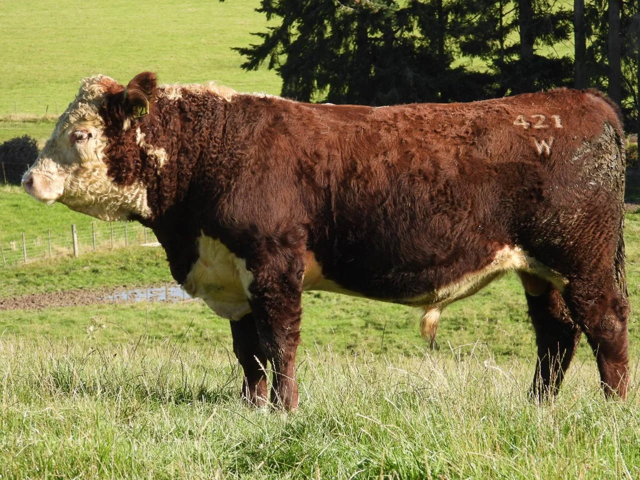 LOT 8