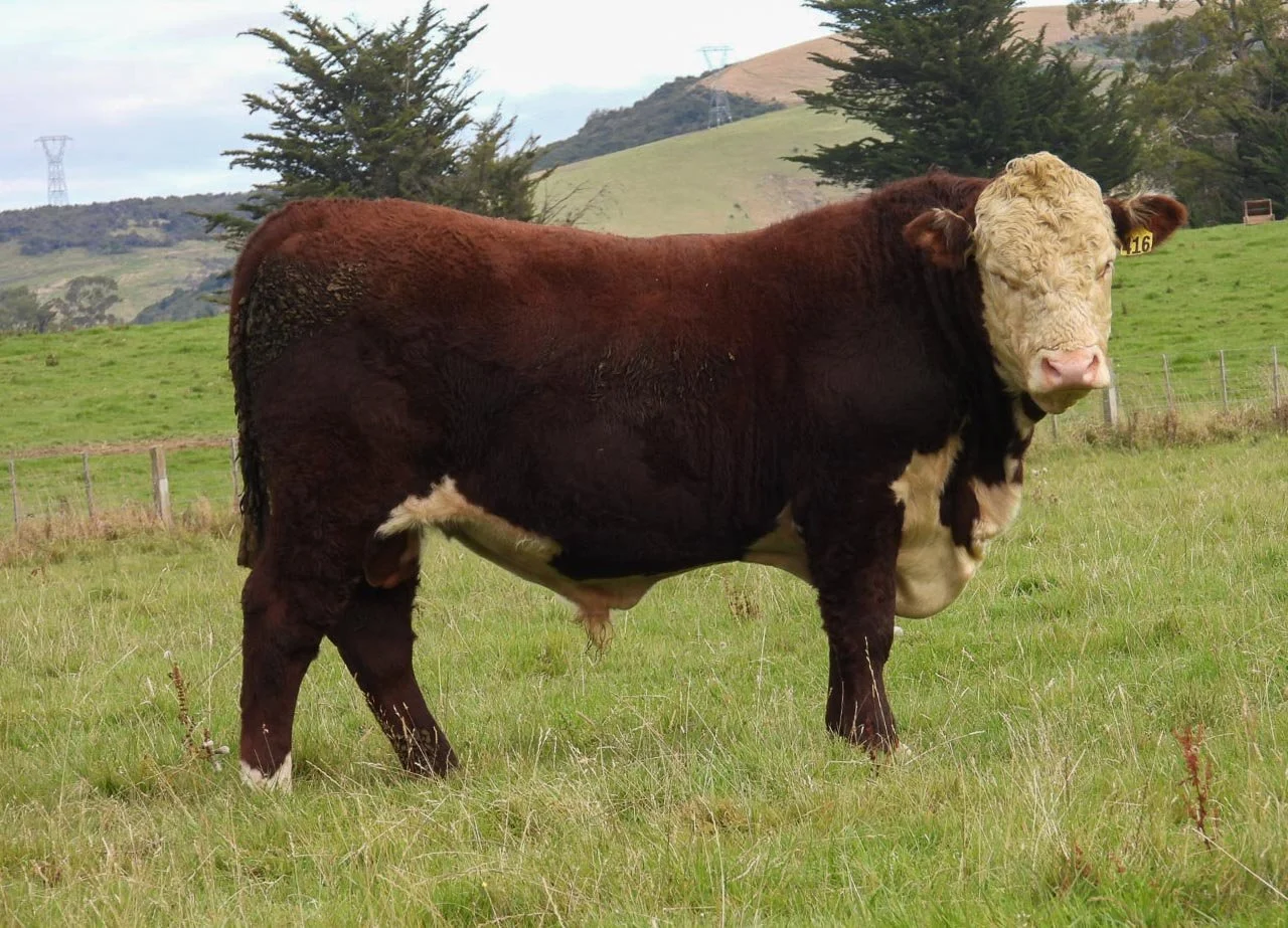 LOT 9