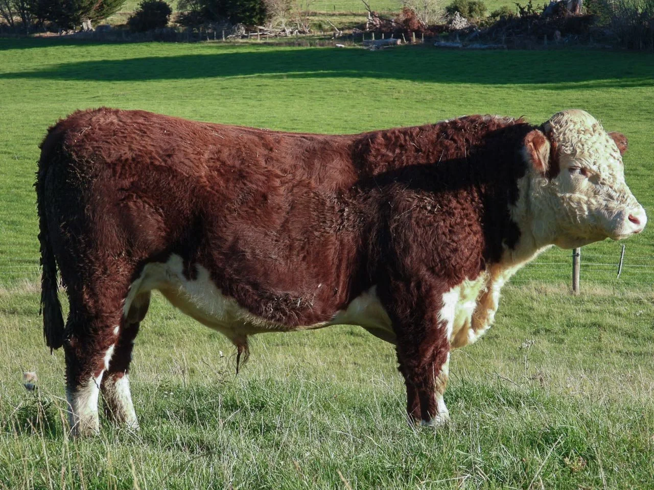 LOT 11