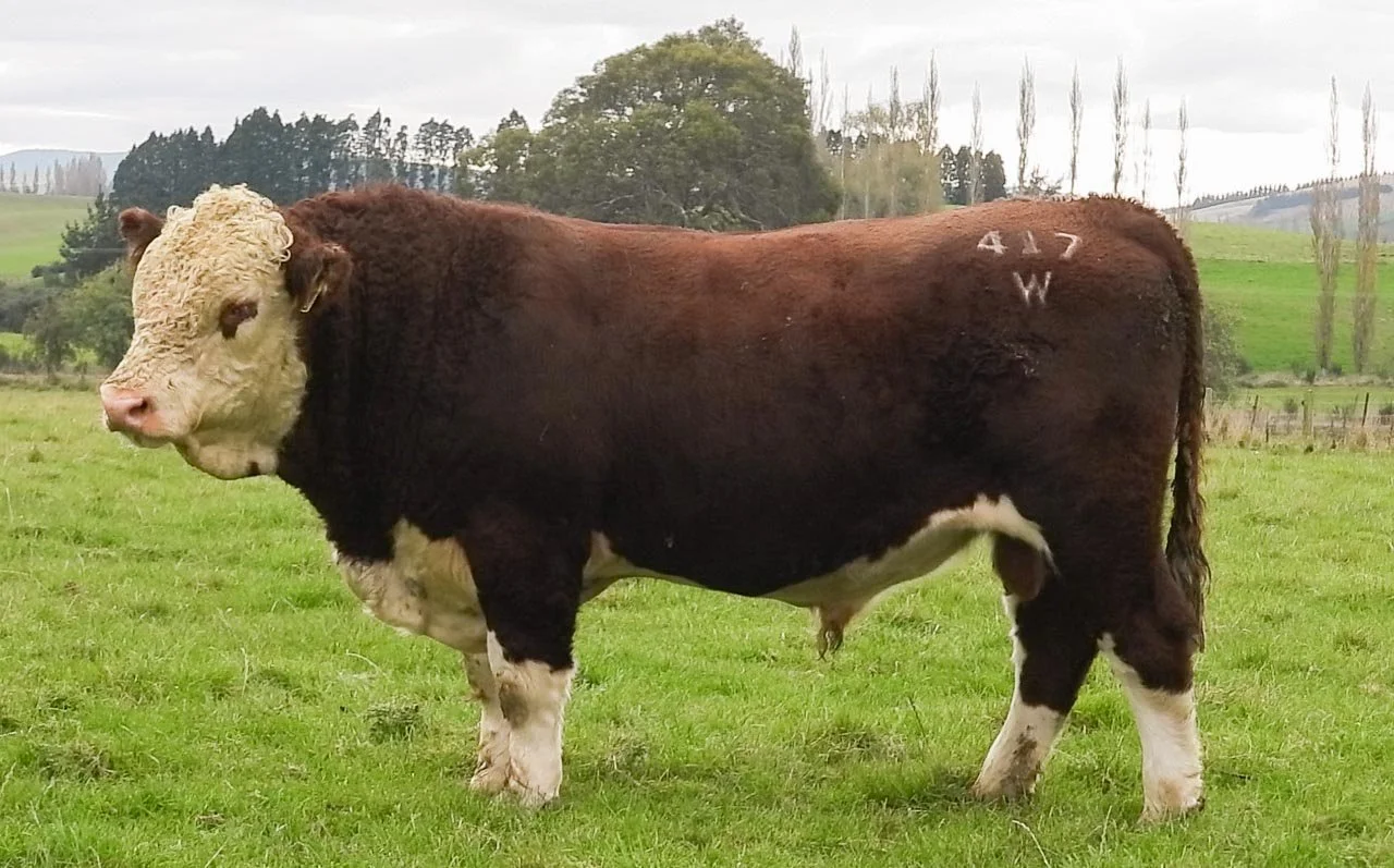 LOT 12