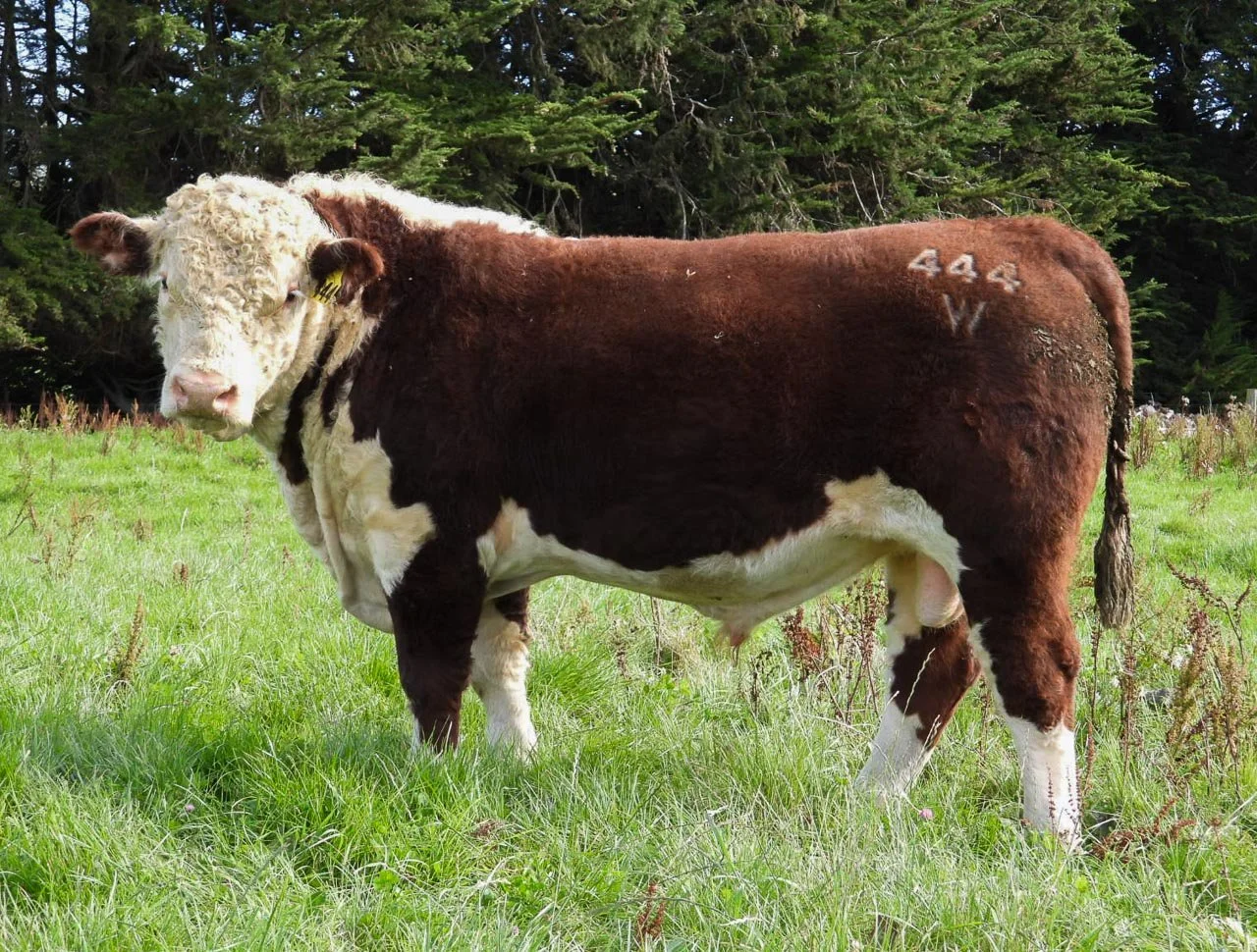 LOT 13