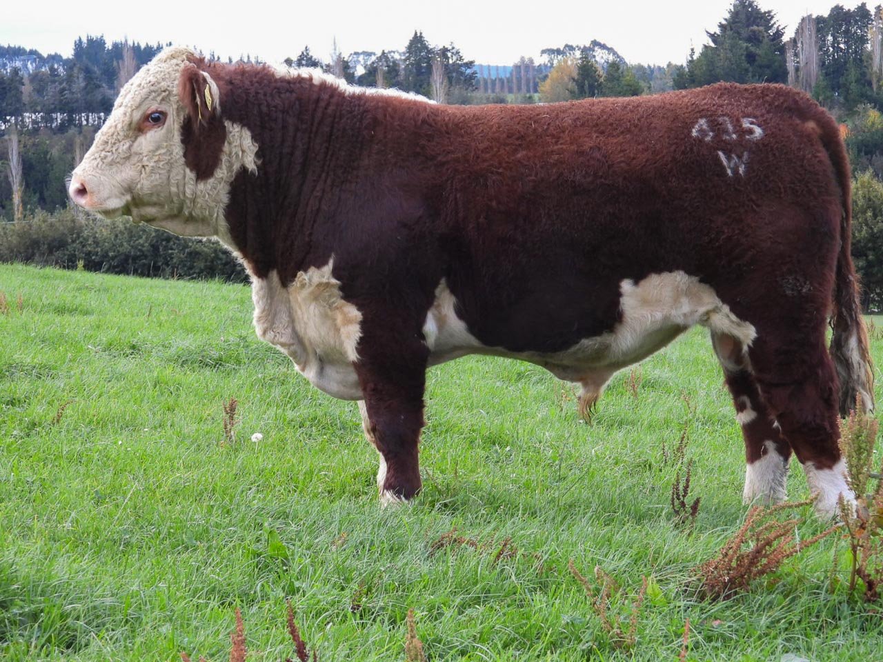 LOT 15