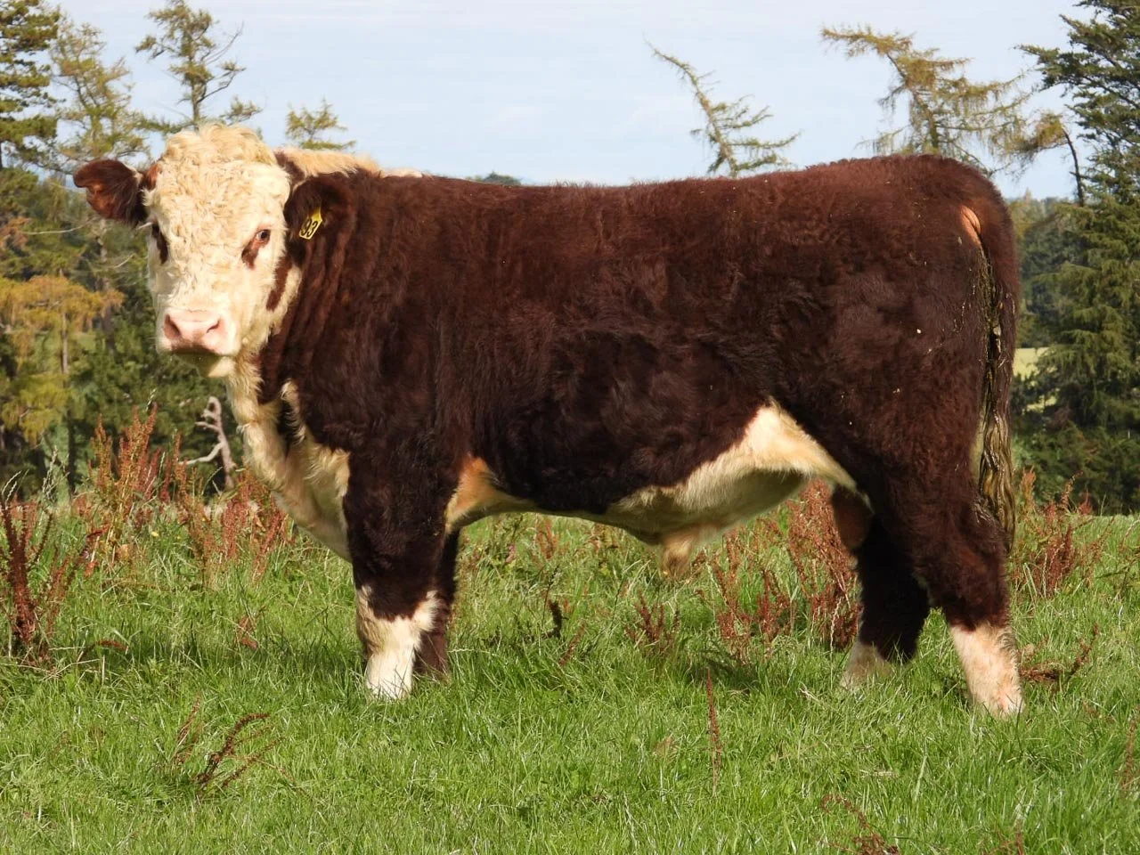 LOT 15
