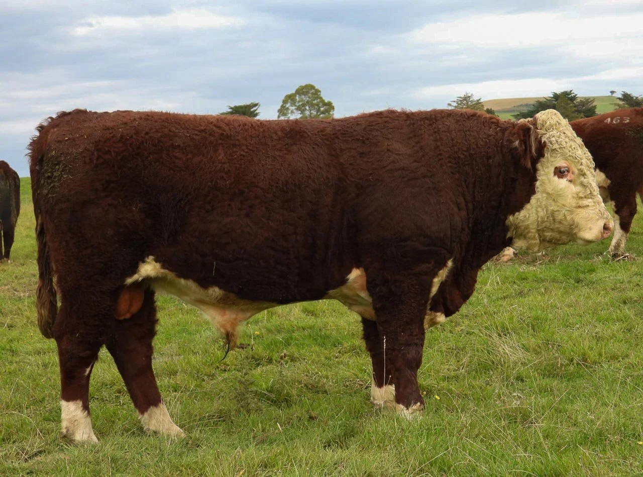 LOT 16