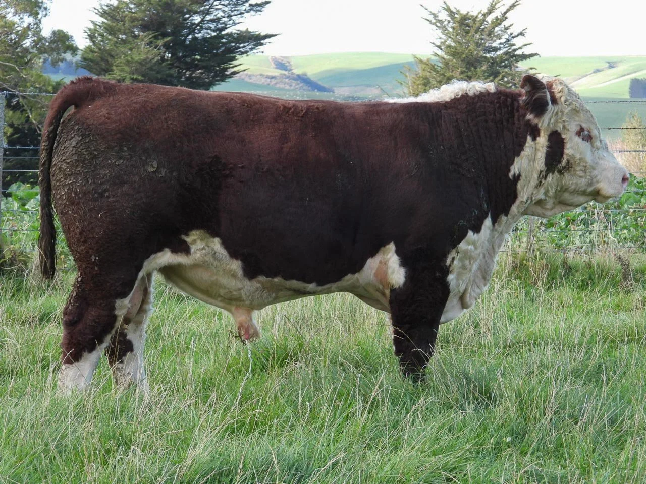LOT 17