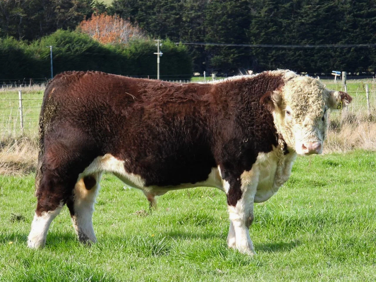 LOT 18