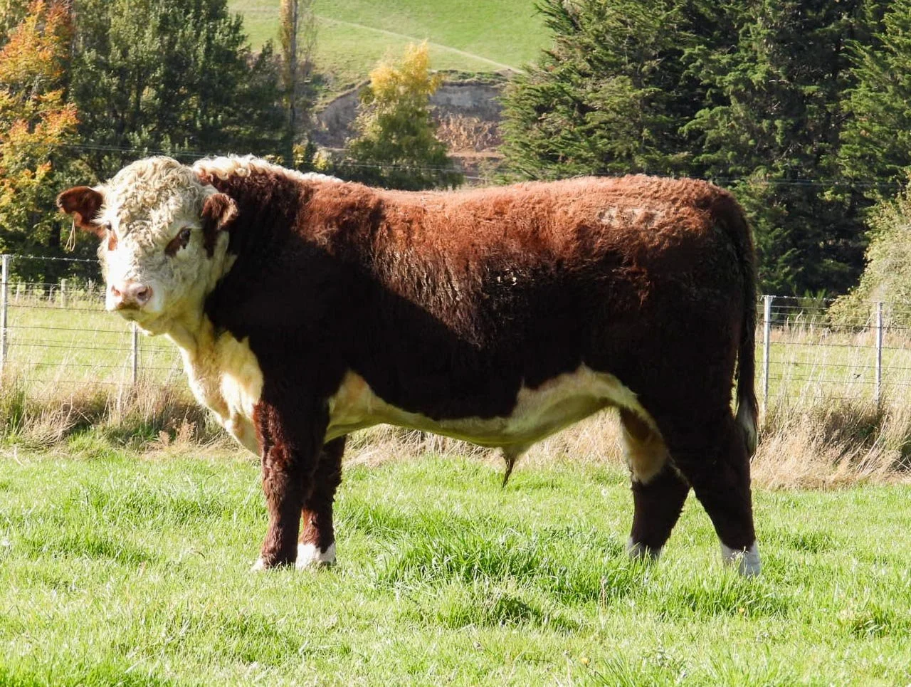 LOT 19