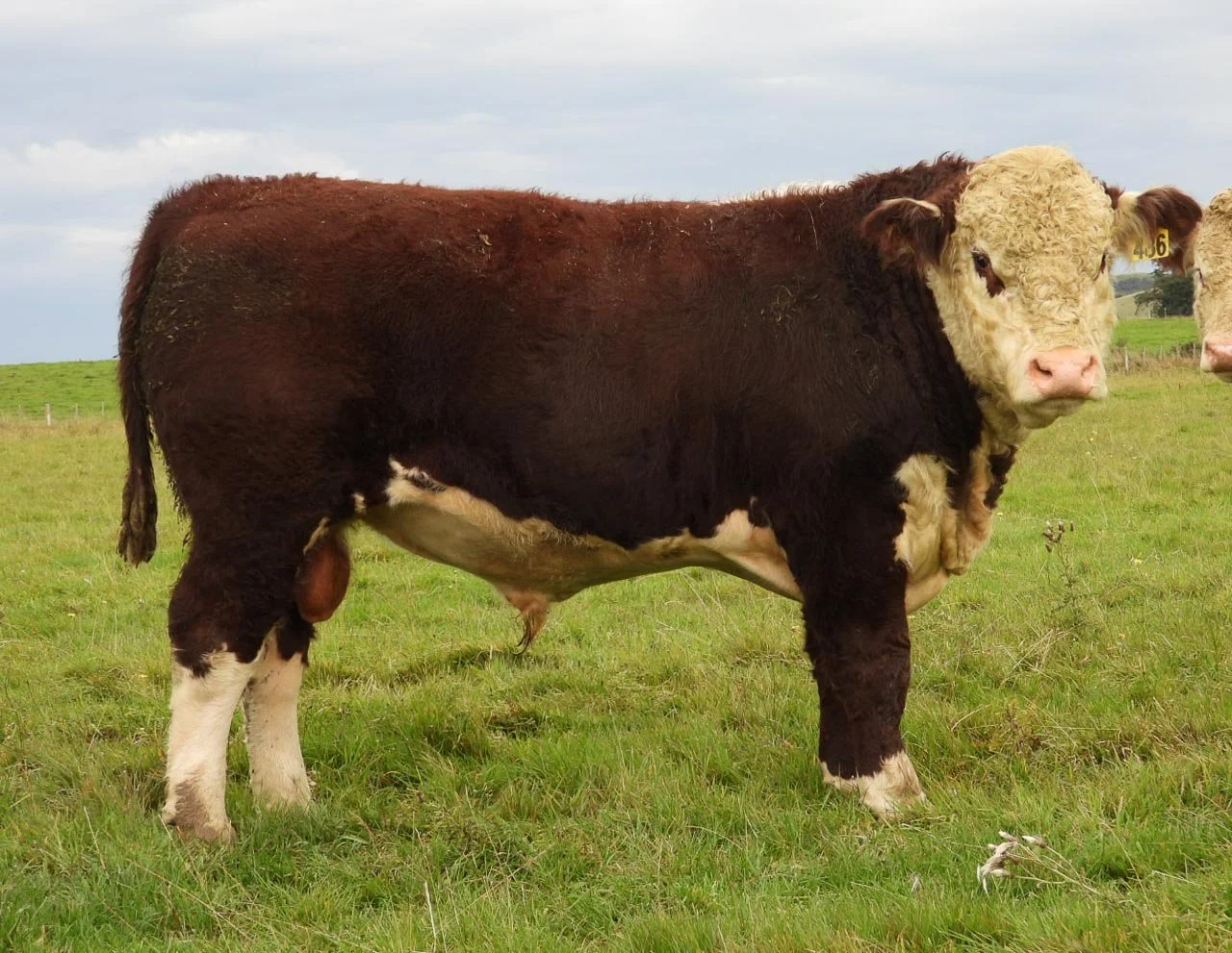 LOT 21
