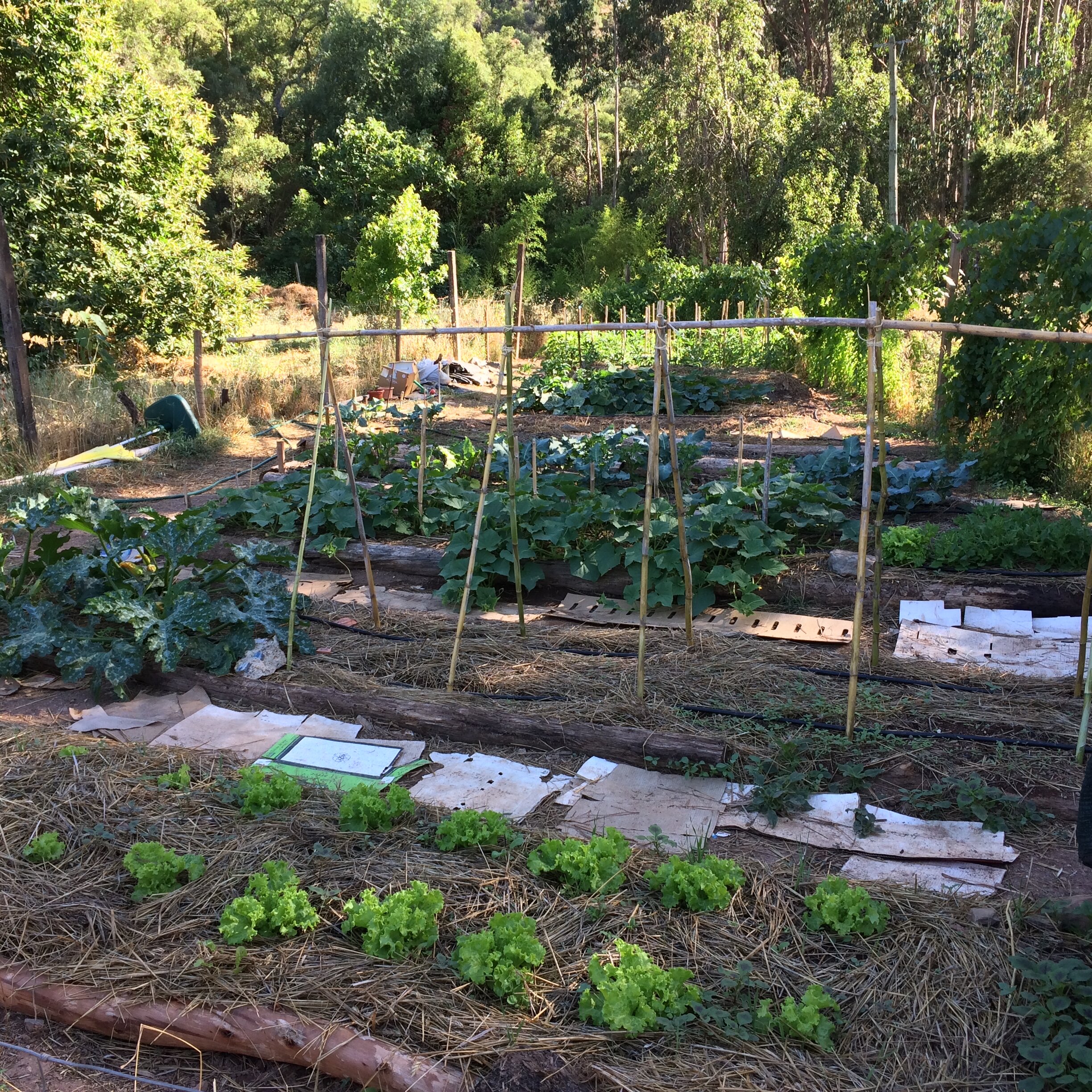 Gravity fed drip irrigation watering system in place which saves a lot of time in future with less people hours watering garden