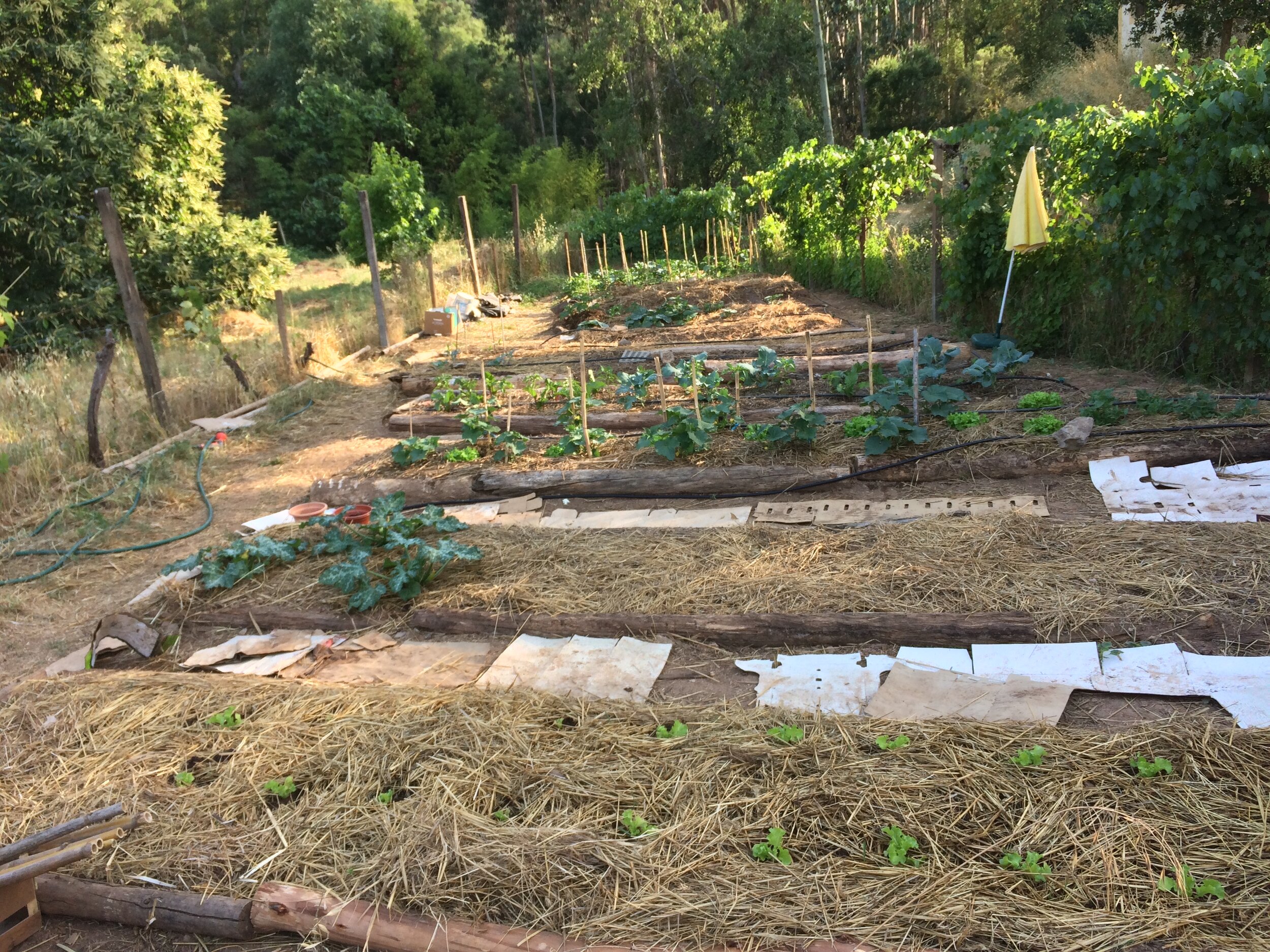 after 3 weeks the produce is growing with companion planting techniques to enhance quality and provide variety