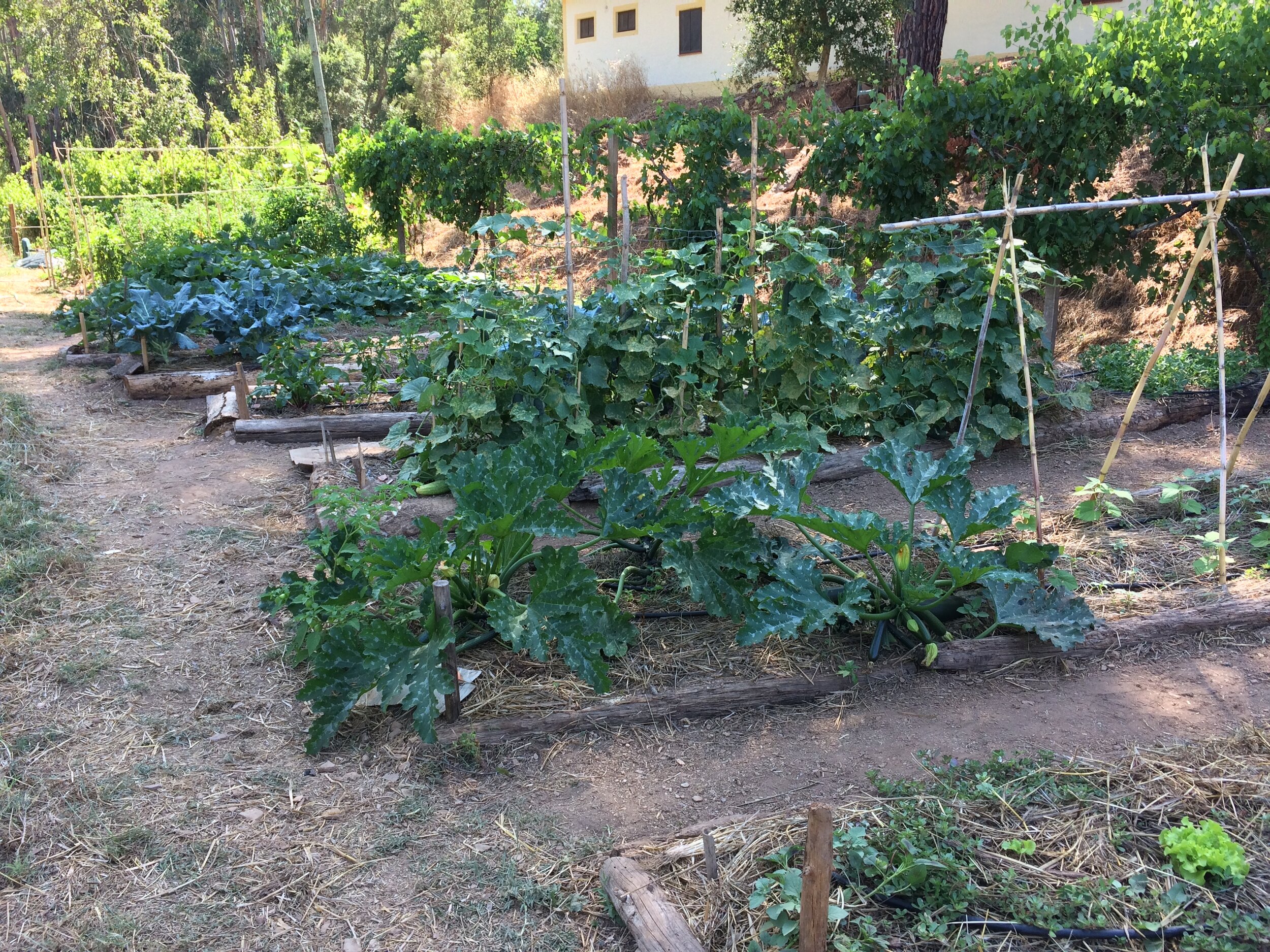 An abundance of produce is coming!