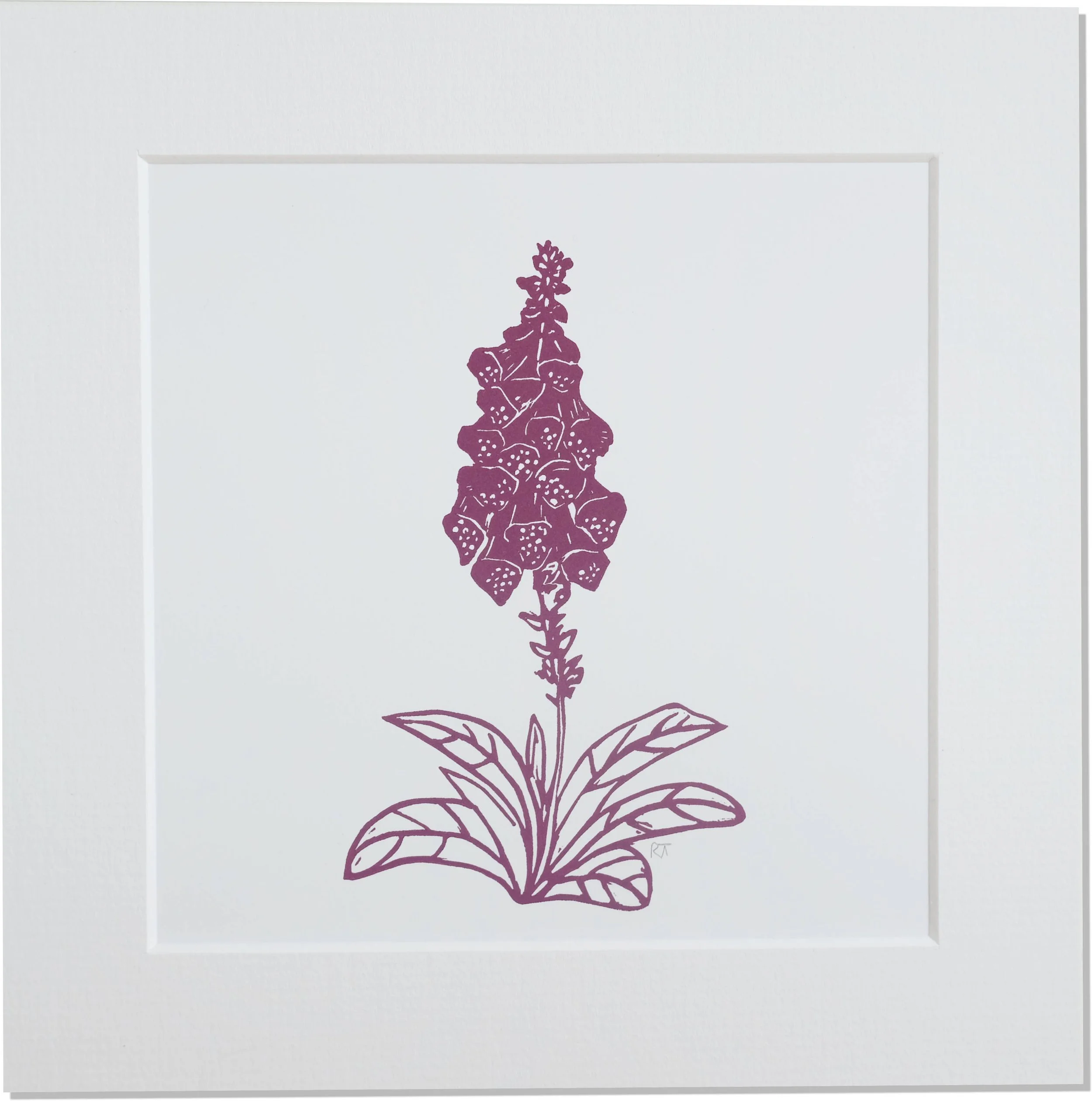 Foxglove Mounted Print