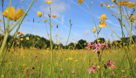 Spring at Common Flora, new beginnings and growing together