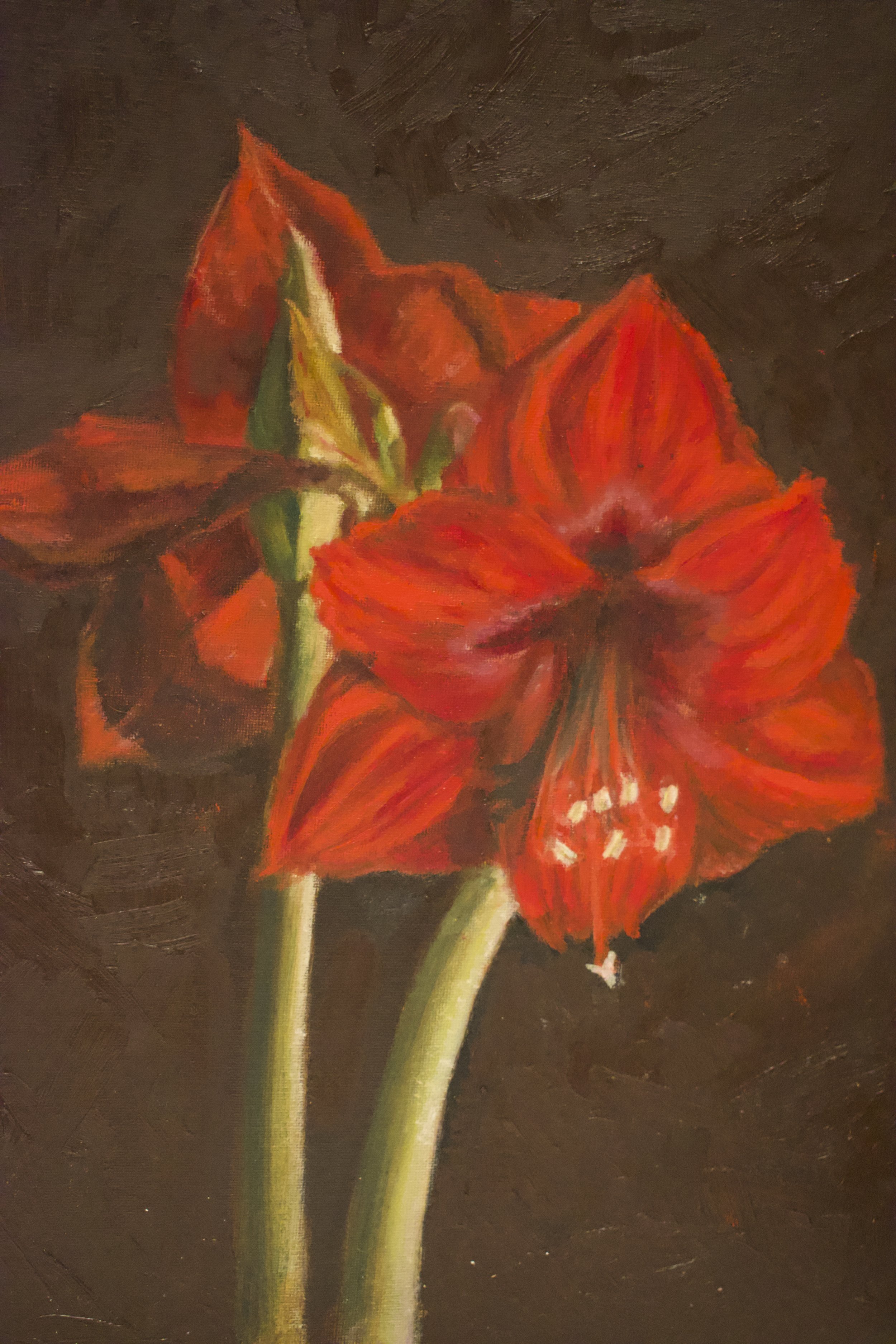 Amaryllis.  Oil on board.  40 x 30cm