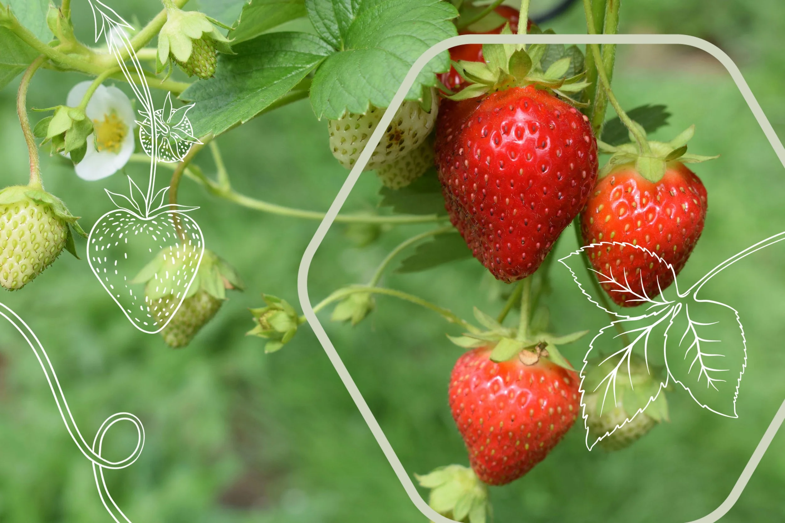 Fragaria_herobanner.jpg