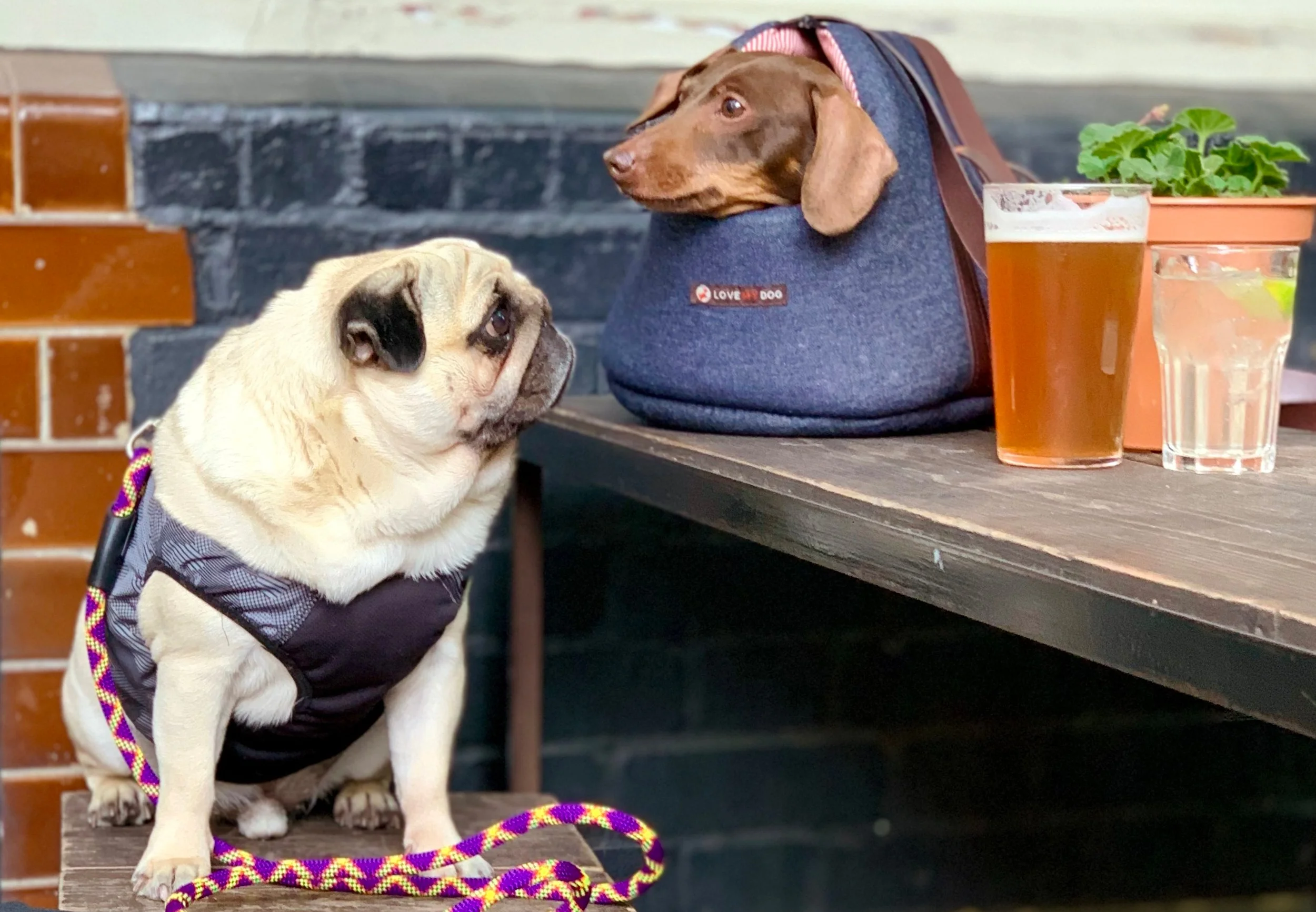 Models: @thepuggysmalls & @popsausage