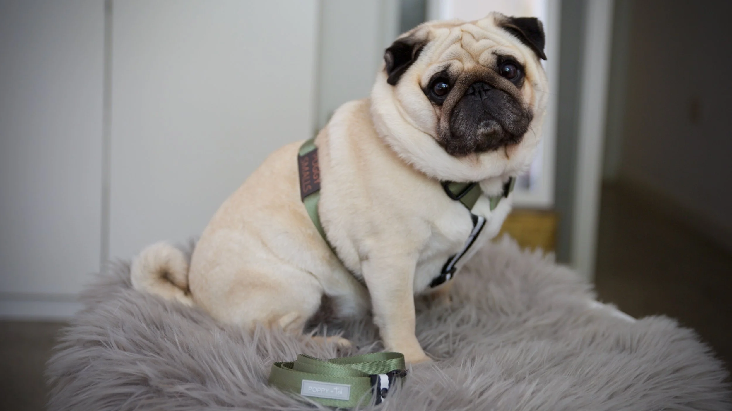 Model @thepuggysmalls