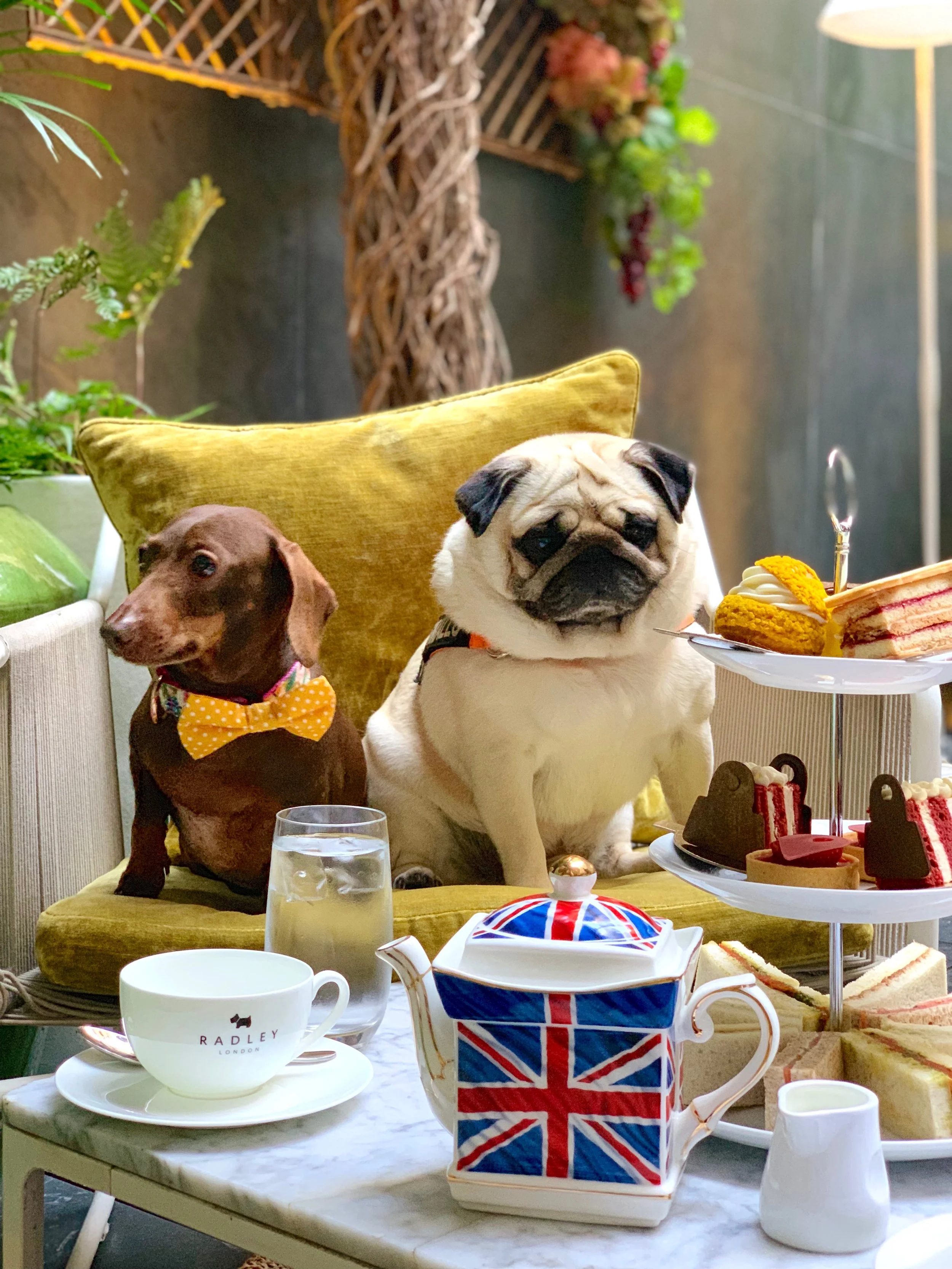 South Place Hotel x Radley - Doggy afternoon tea