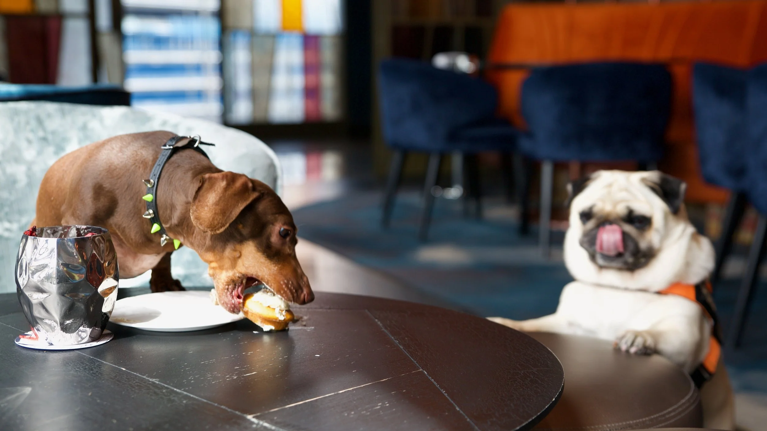 Models: @pop_sausage & @thepuggysmalls