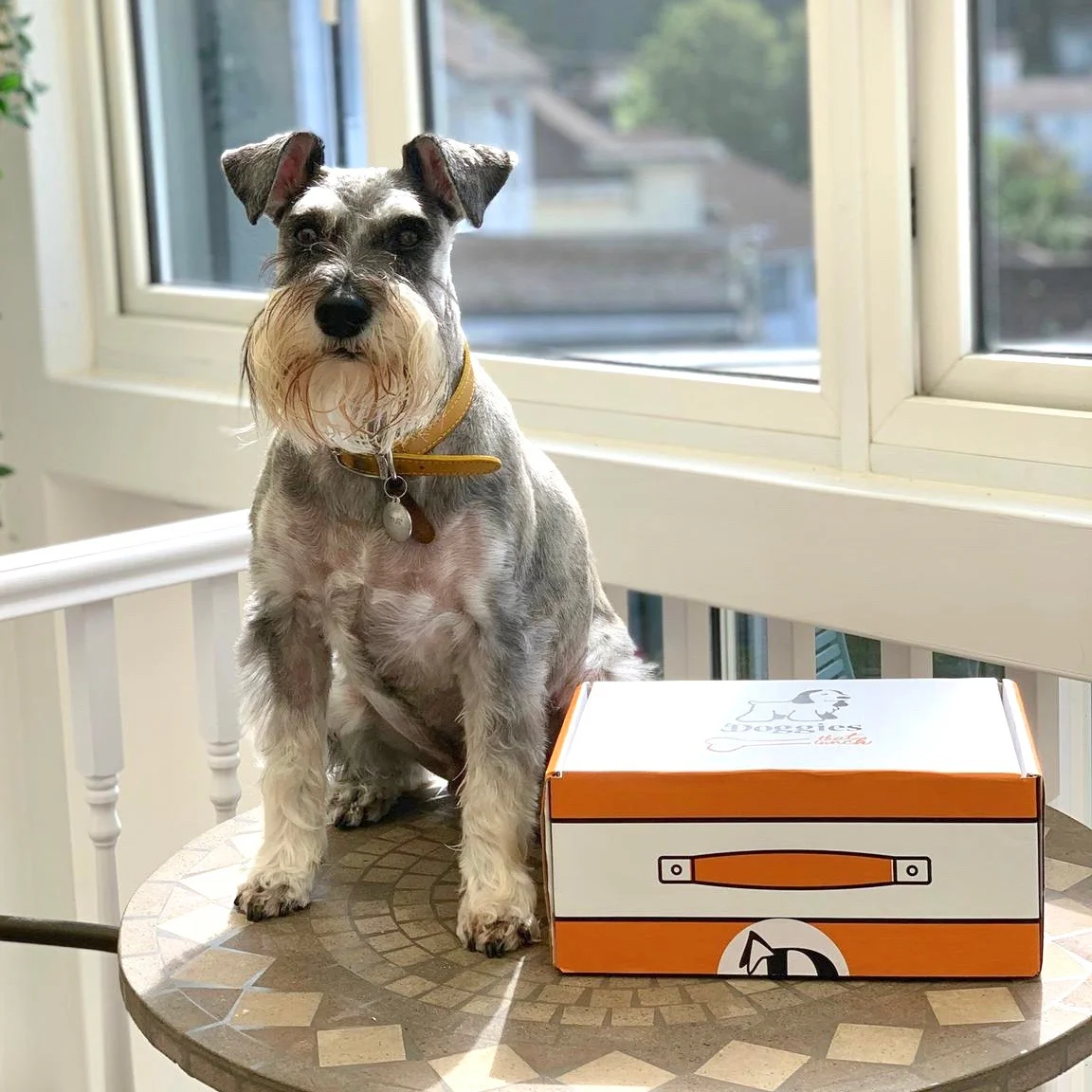 Doggies that lunch  - Surprise gift boxes tailored to your pooch!