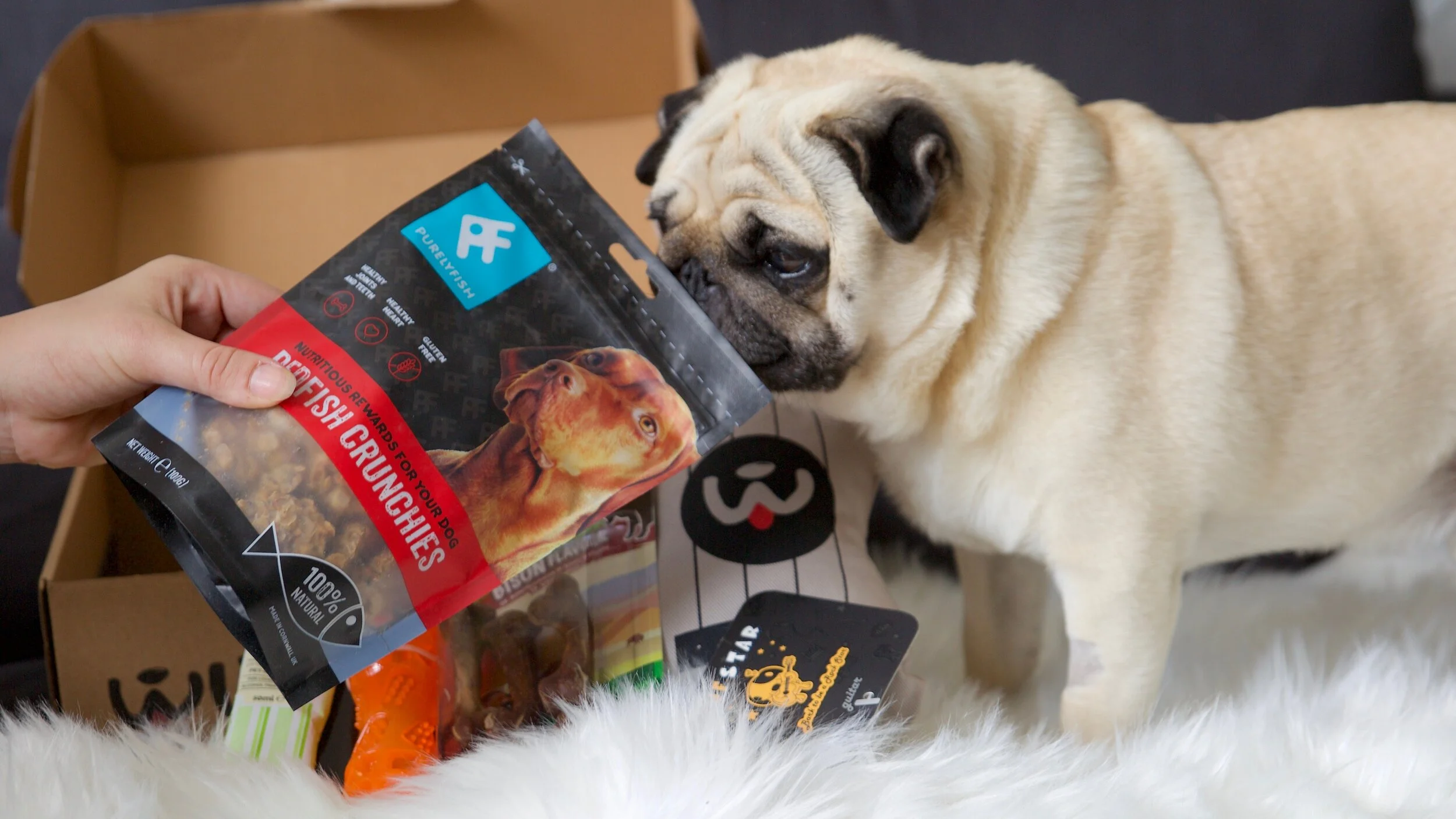 Model: Puggy Smalls @thepuggysmalls