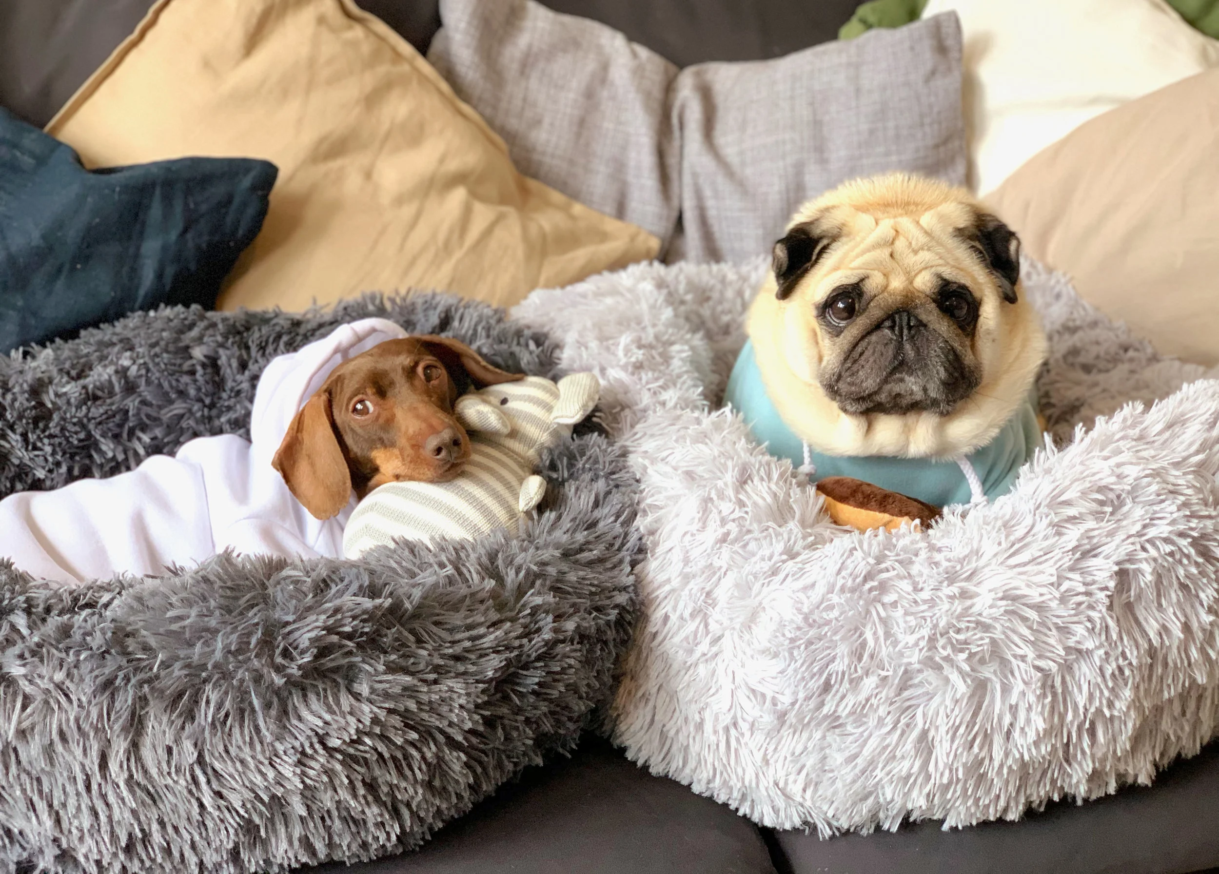 FLOUFFY - For dogs living their best life.