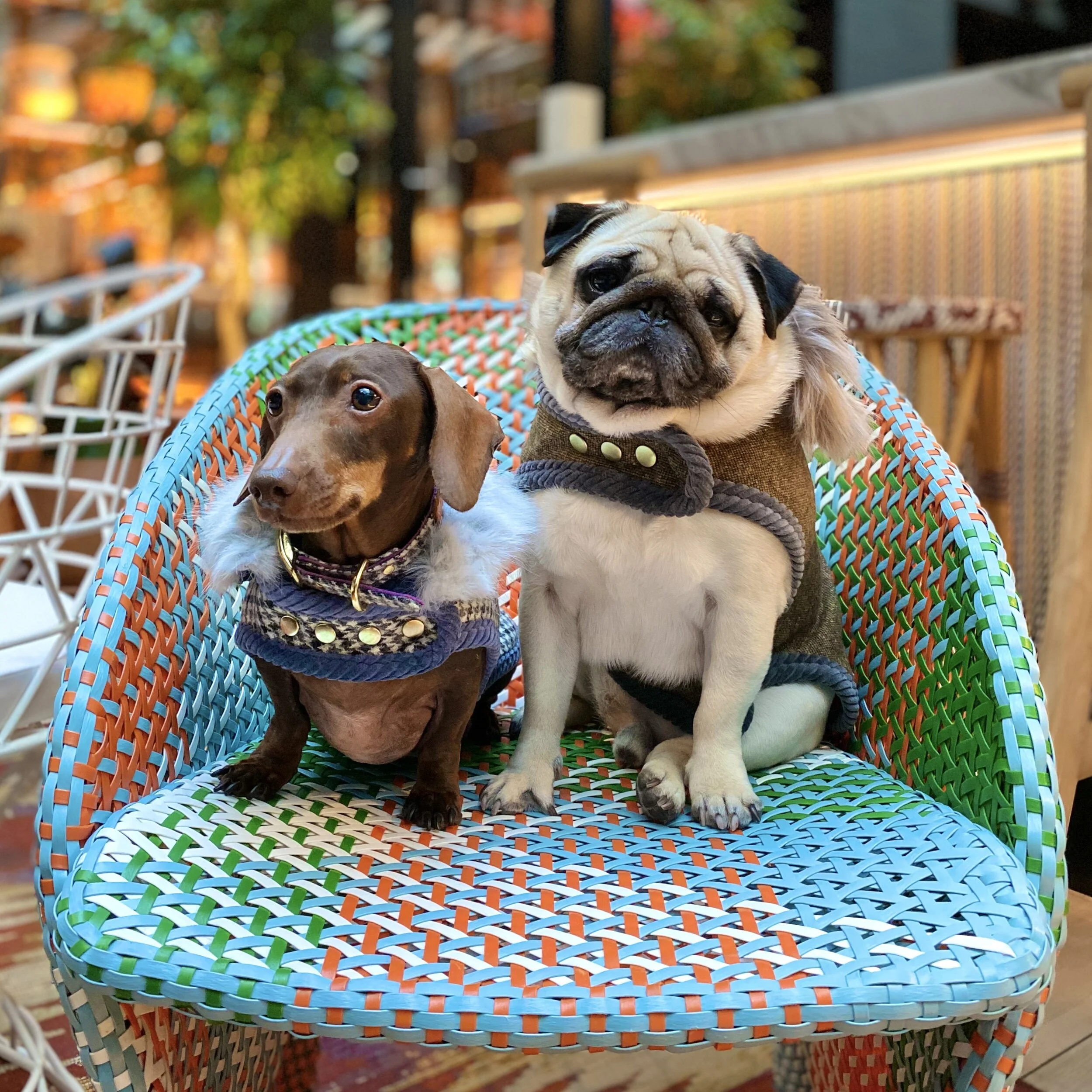 Models: Pop Sausage @pop_sausage &amp; Puggy Smalls @thepuggysmalls