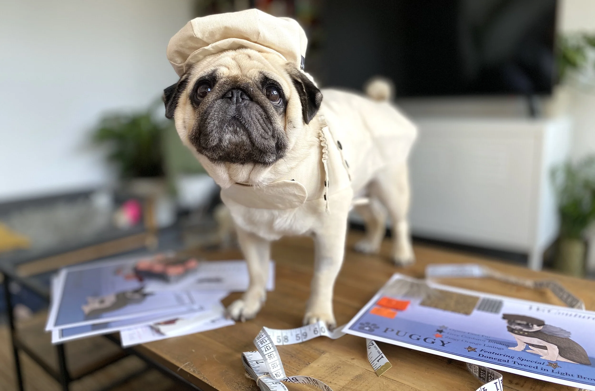 Model: Puggy Smalls @thepuggysmalls