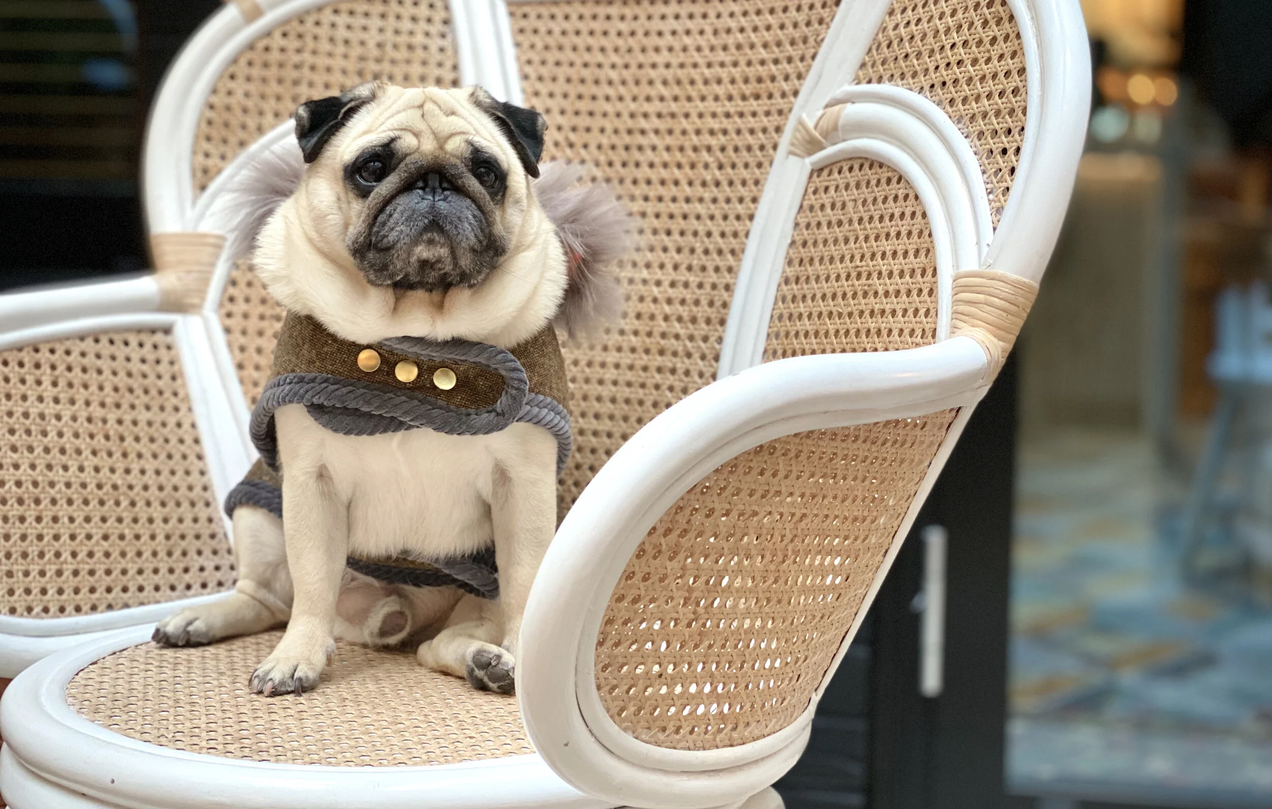Model: Puggy Smalls @thepuggysmalls