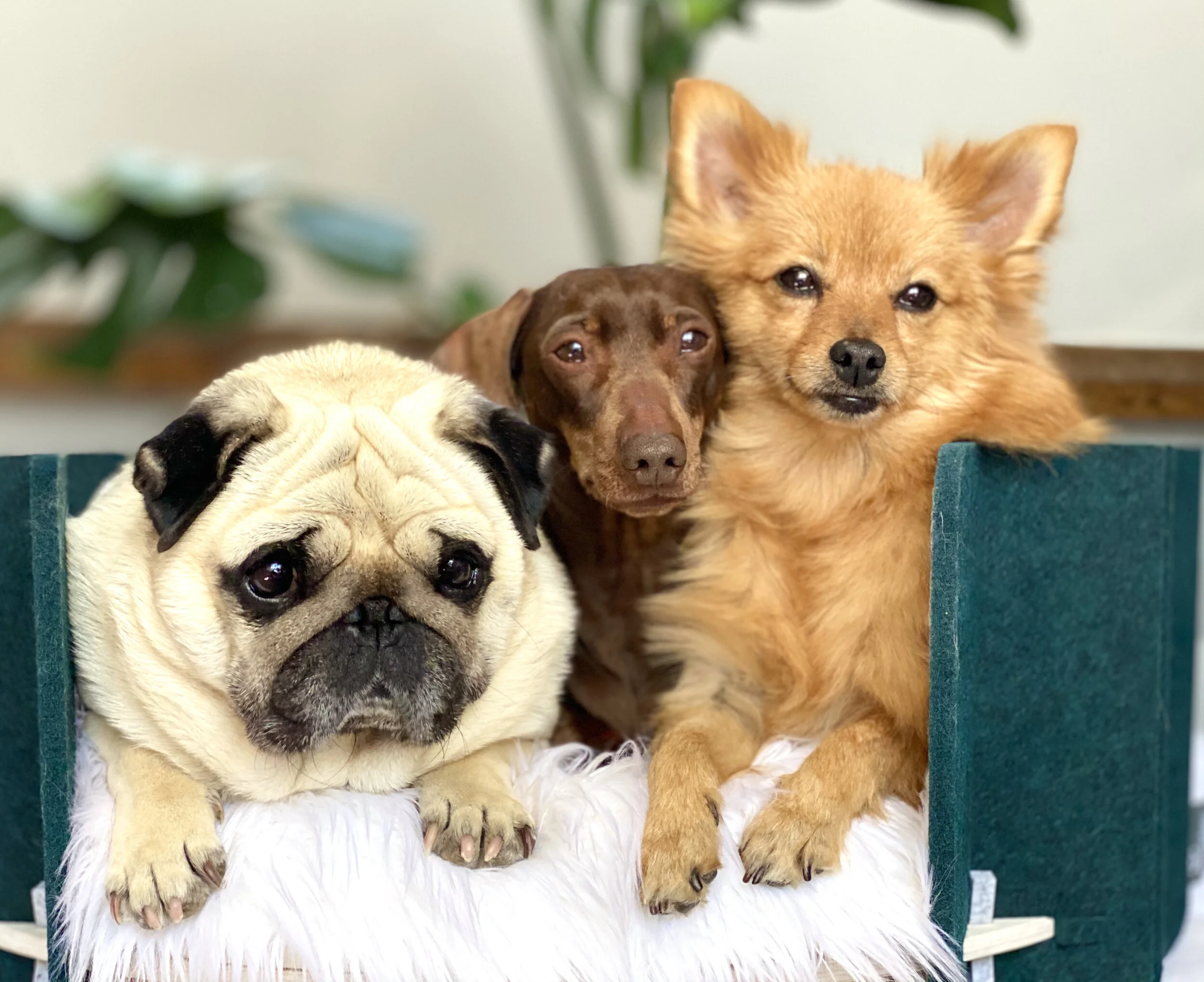 Pets & Pods - Contemporary eco-friendly pet beds, handmade with love and a conscience.