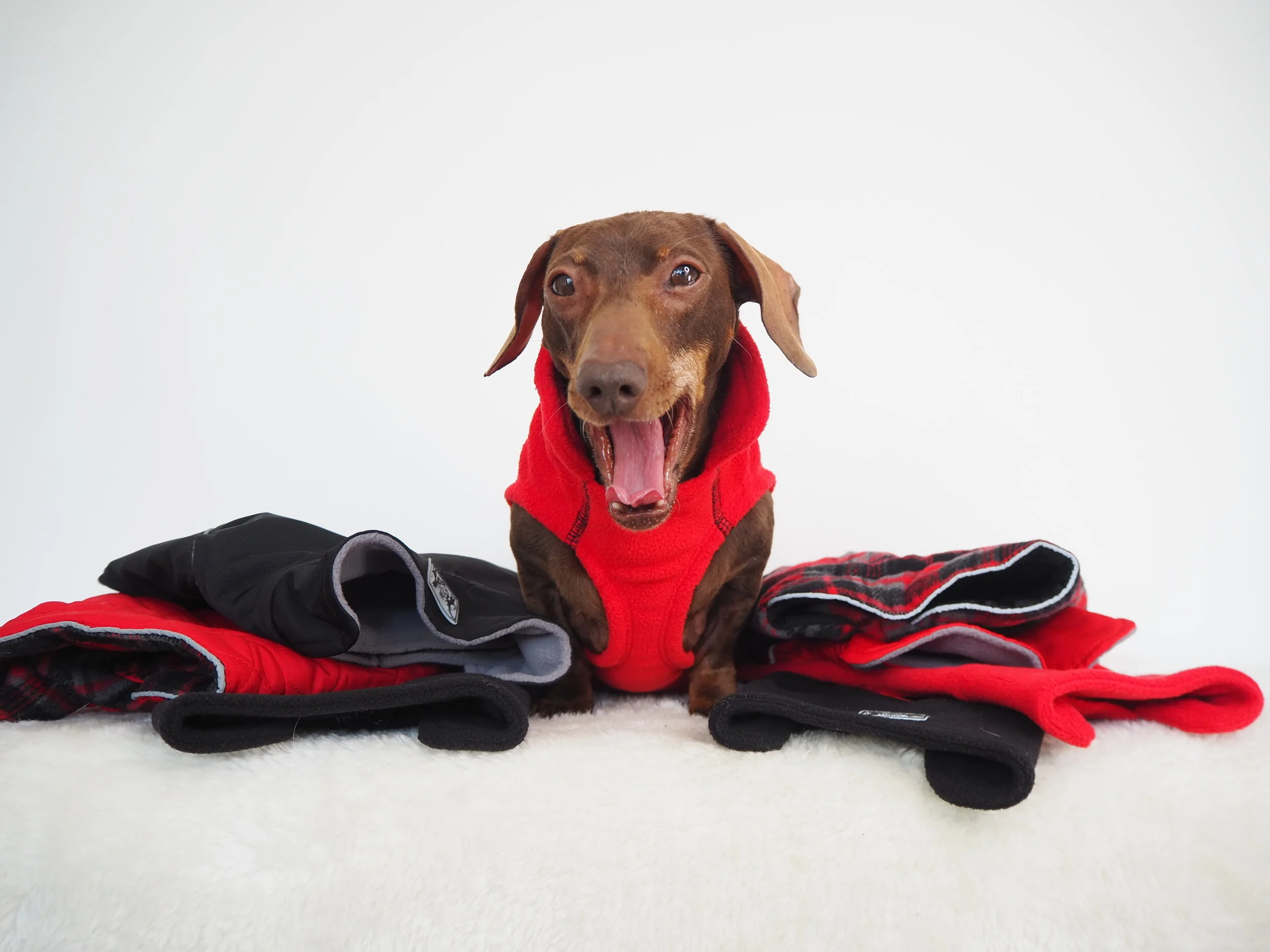 Pet Pavilion -  Functional and stylish winter warmers!